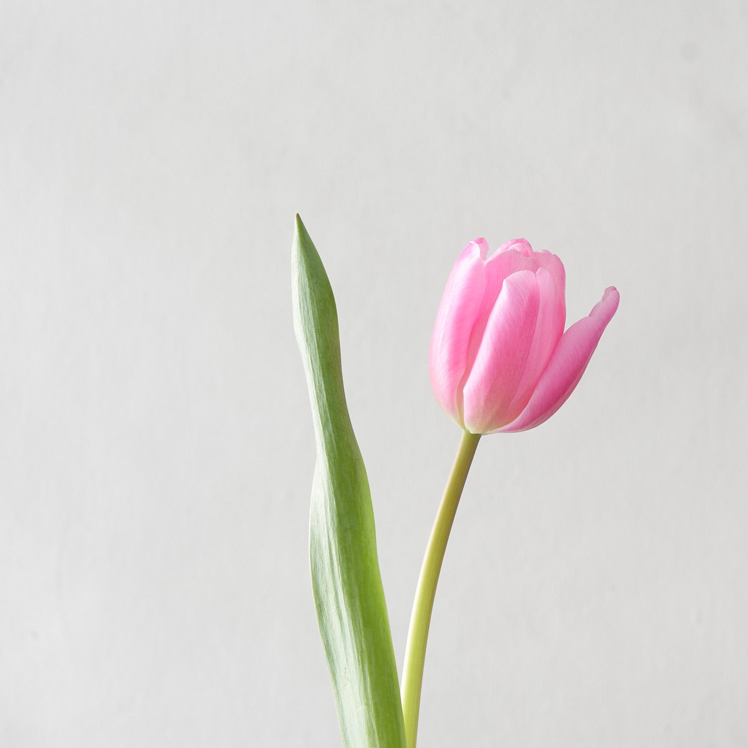 Single stem of a pink tulip bloom