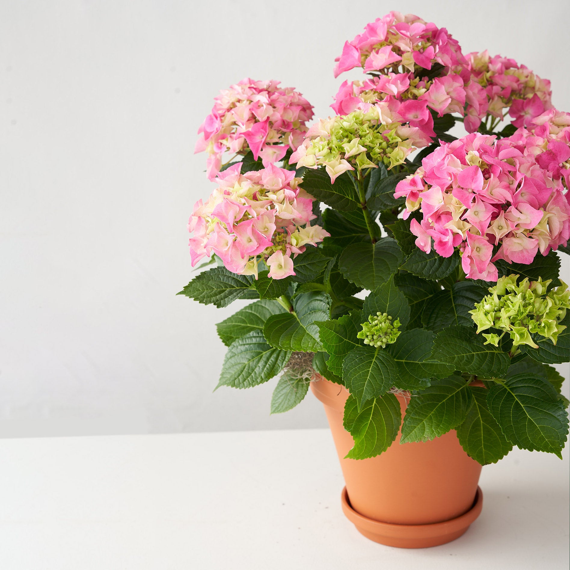 Pink Hydrangea