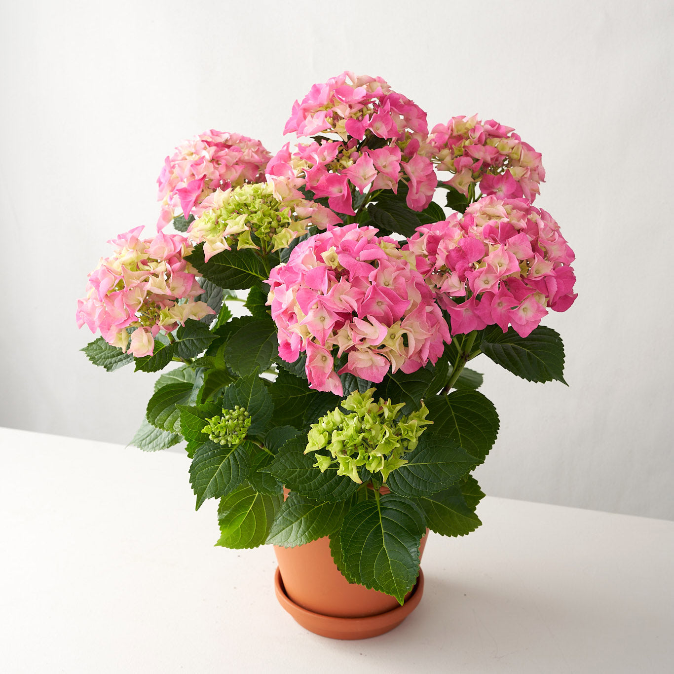 Pink hydrangea with green leaves in a terra cotta pot