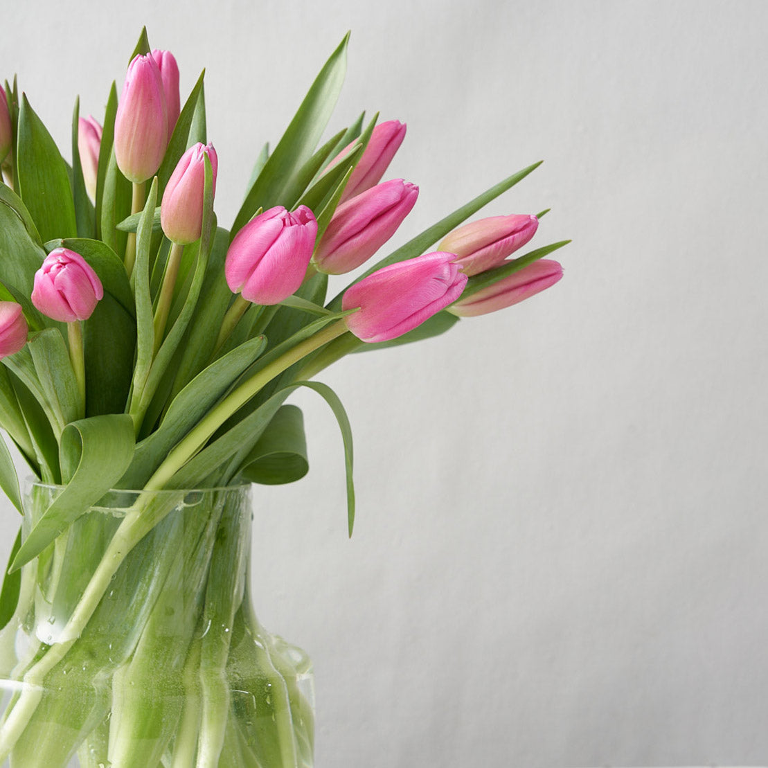 Pink tulips arranged in a clear glass vase creative photo
