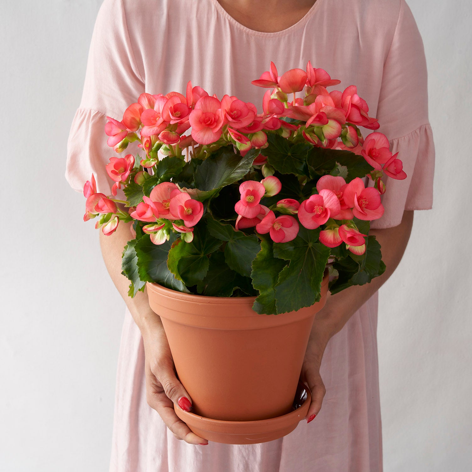 Woman in pink dress holdin coral pink begonia in clay pot.