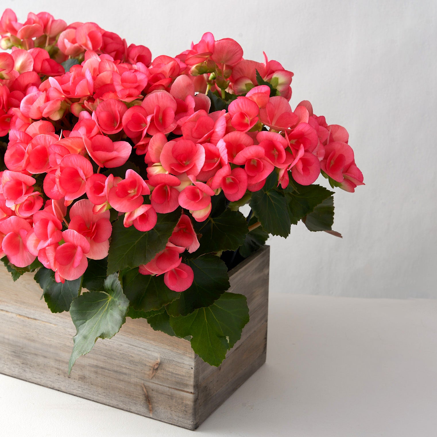 Wooden planter box with pink begonia on white table