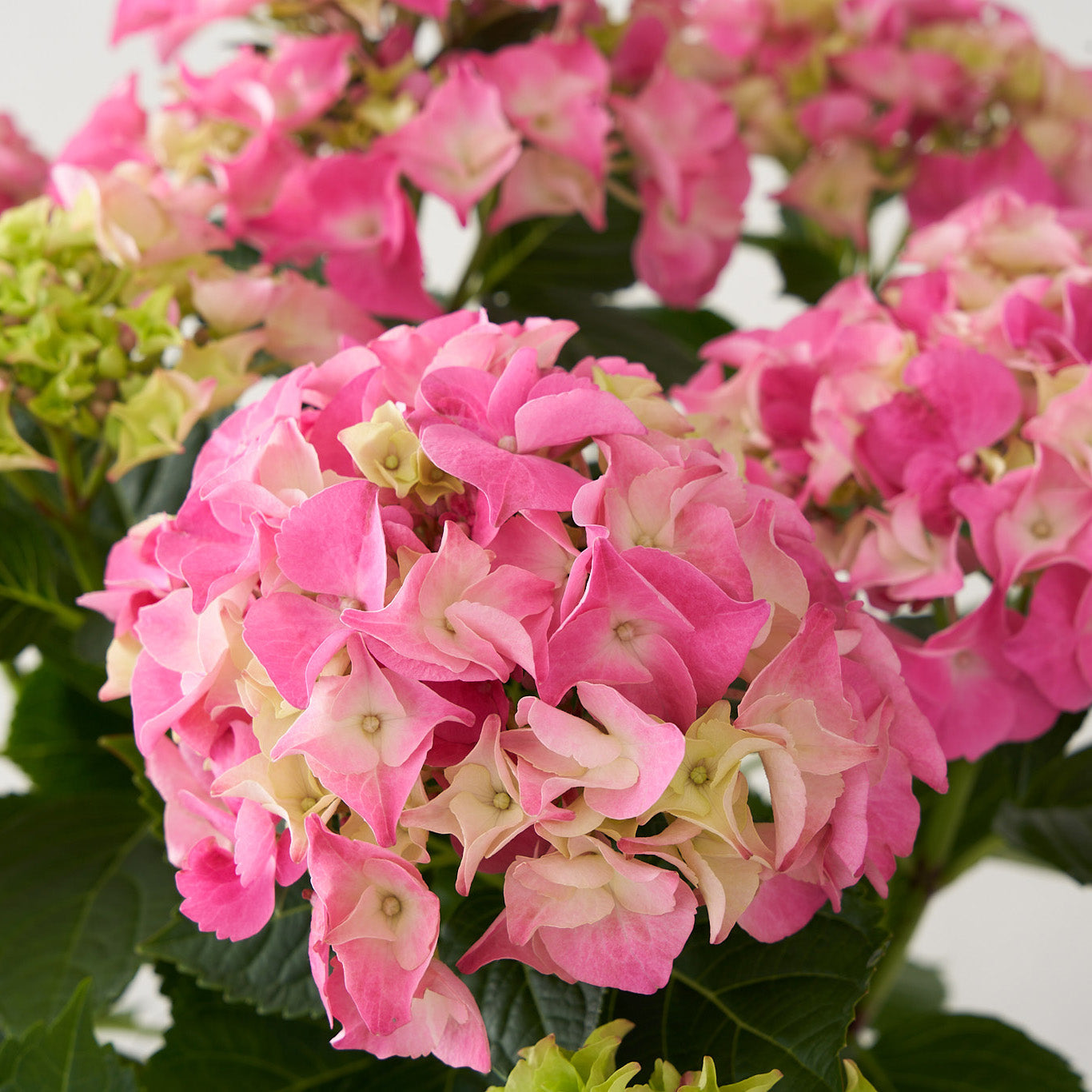 Pink Hydrangea