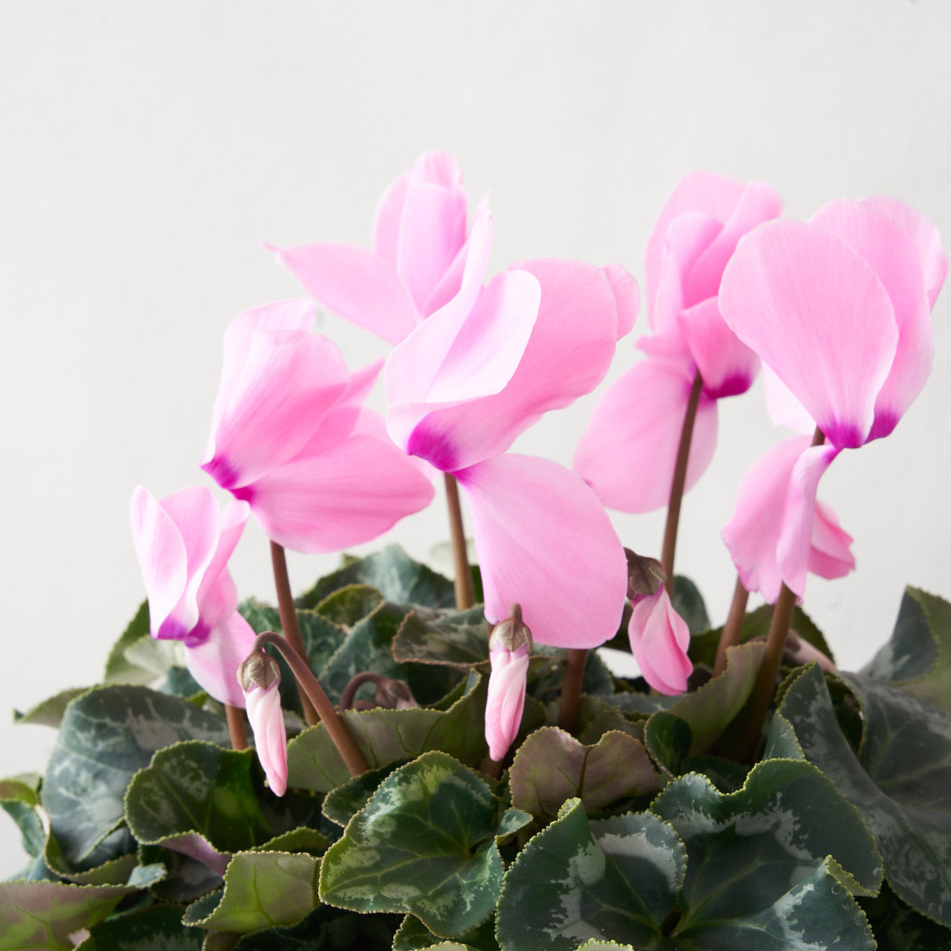 Closeup of pale pink cyclamen plant.