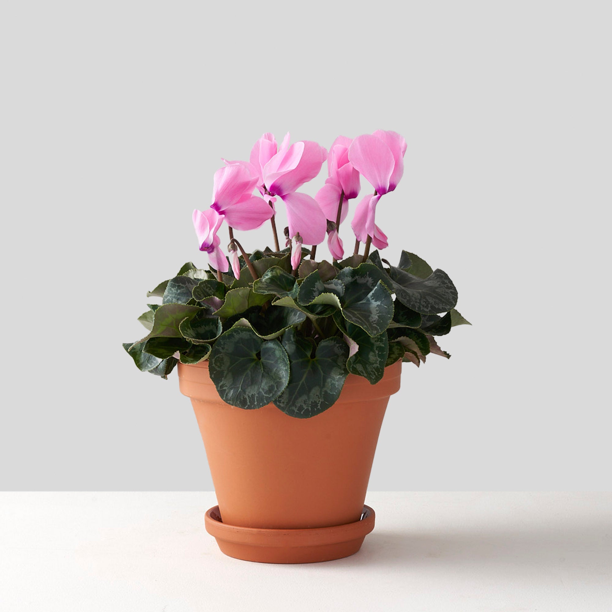 Pale pink cylamen plant in claypot.