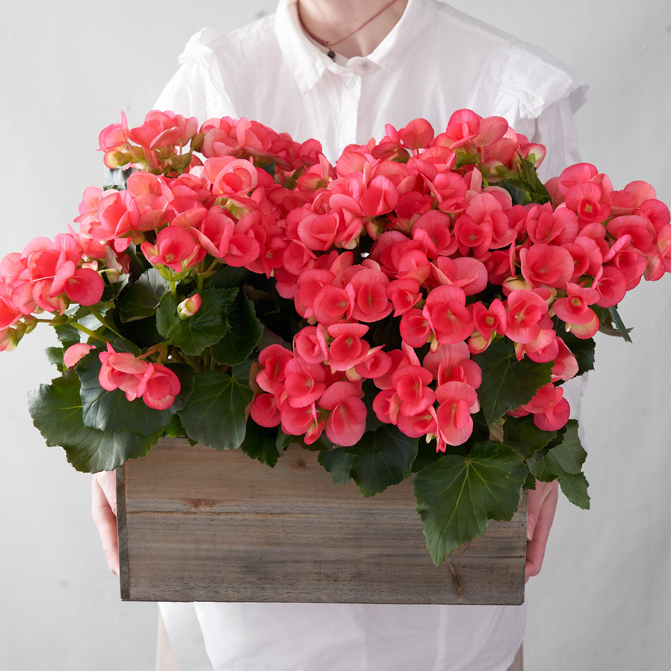 Woman in white holding a planter box that is filled with pink begonia