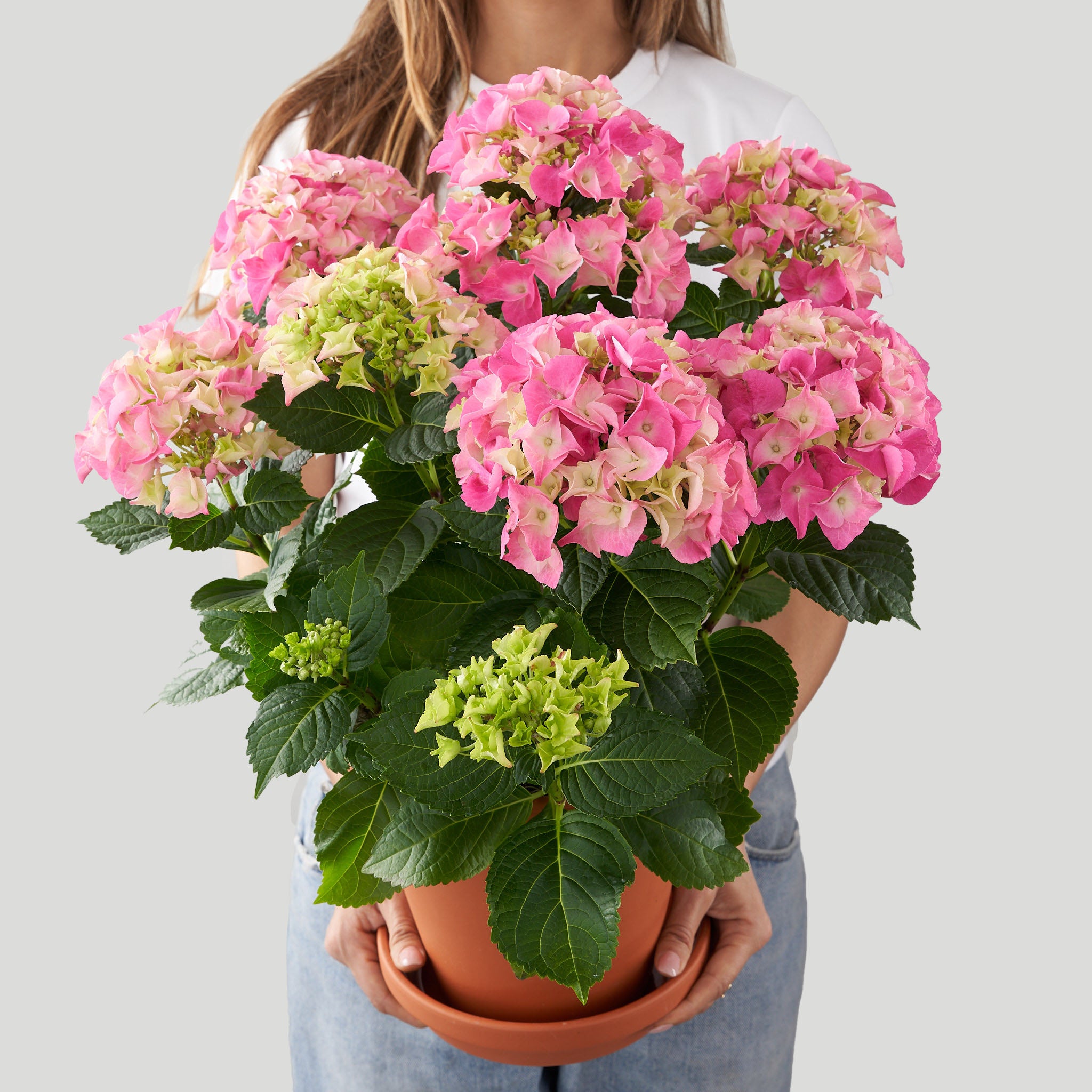 Woman in white holding mostly pink and some green hydrangea with green leaves in a terra cotta pot