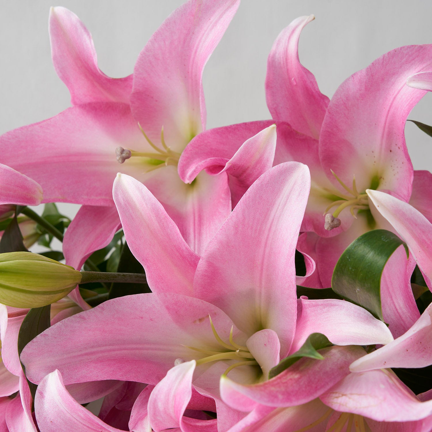 Closeup of pink lily flowers.