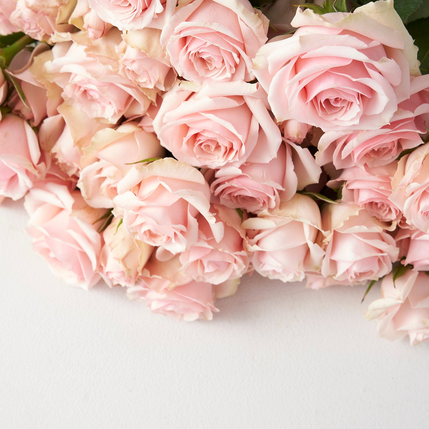Roses branchues rose pâle