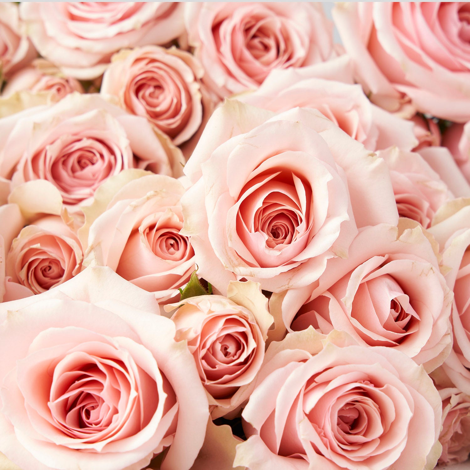 Roses branchues rose pâle