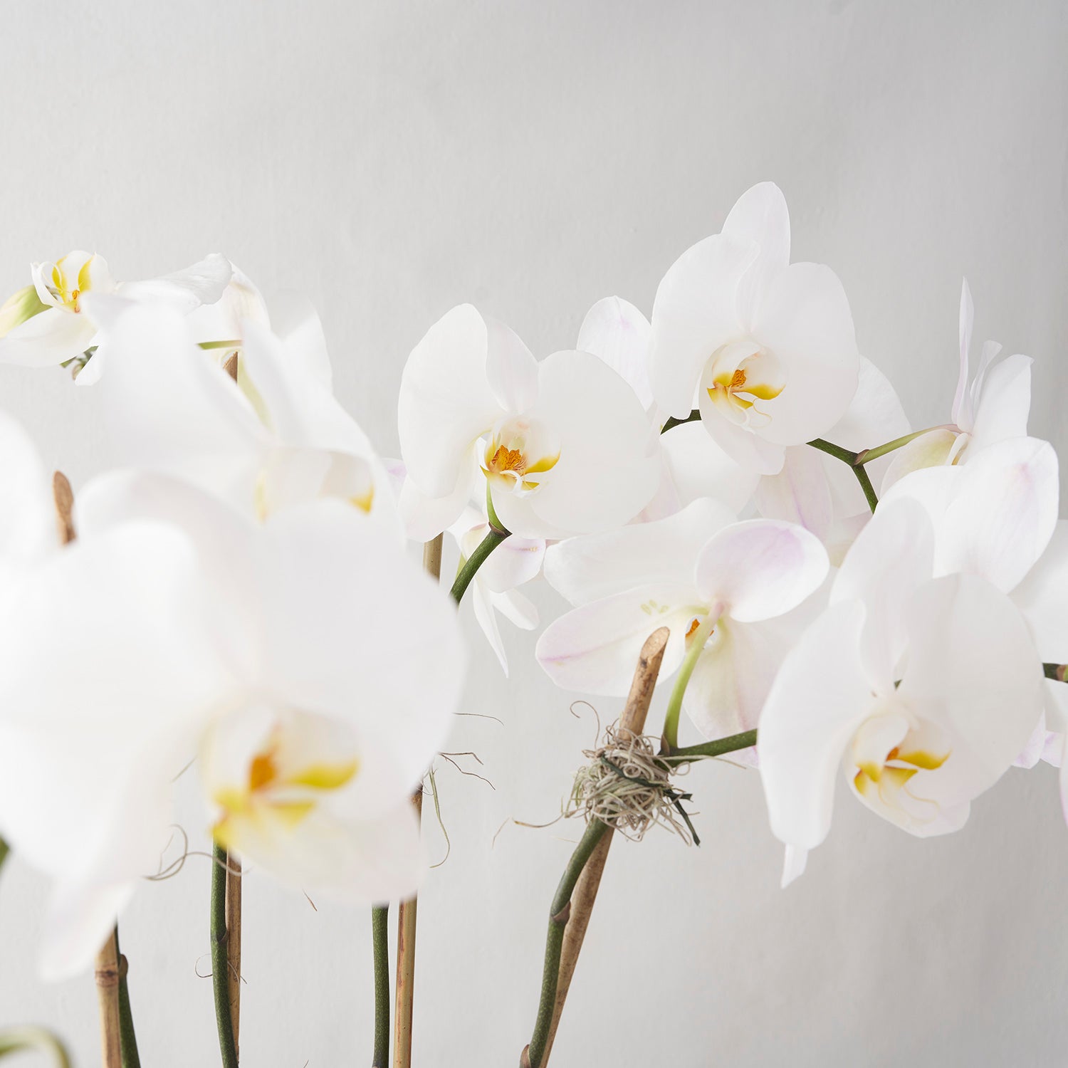 Closeup of white phalaenopsis orchid flowers and stems on white background. 