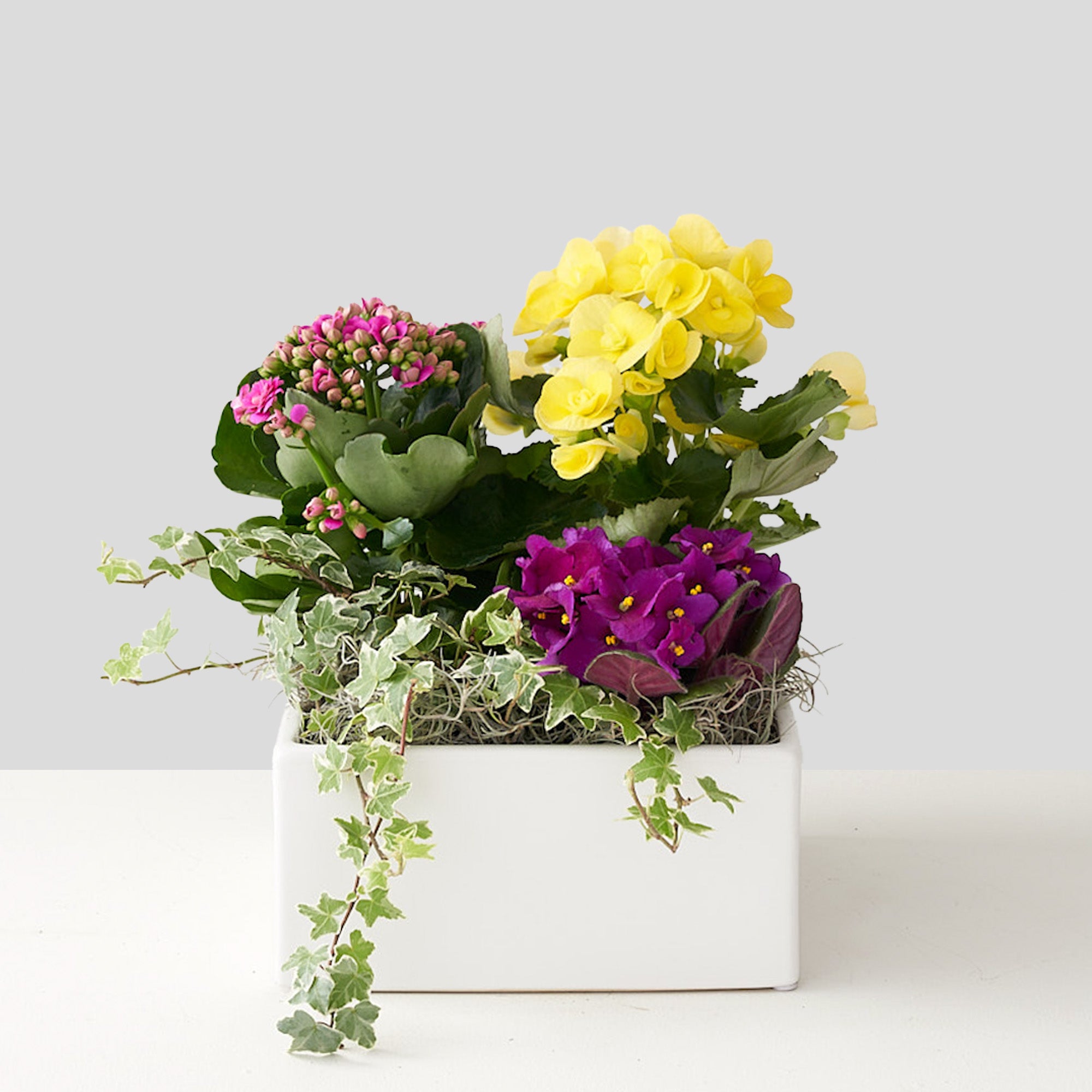 White planter box filled with begonia, African violet, kalinchoe and cascading green ivy