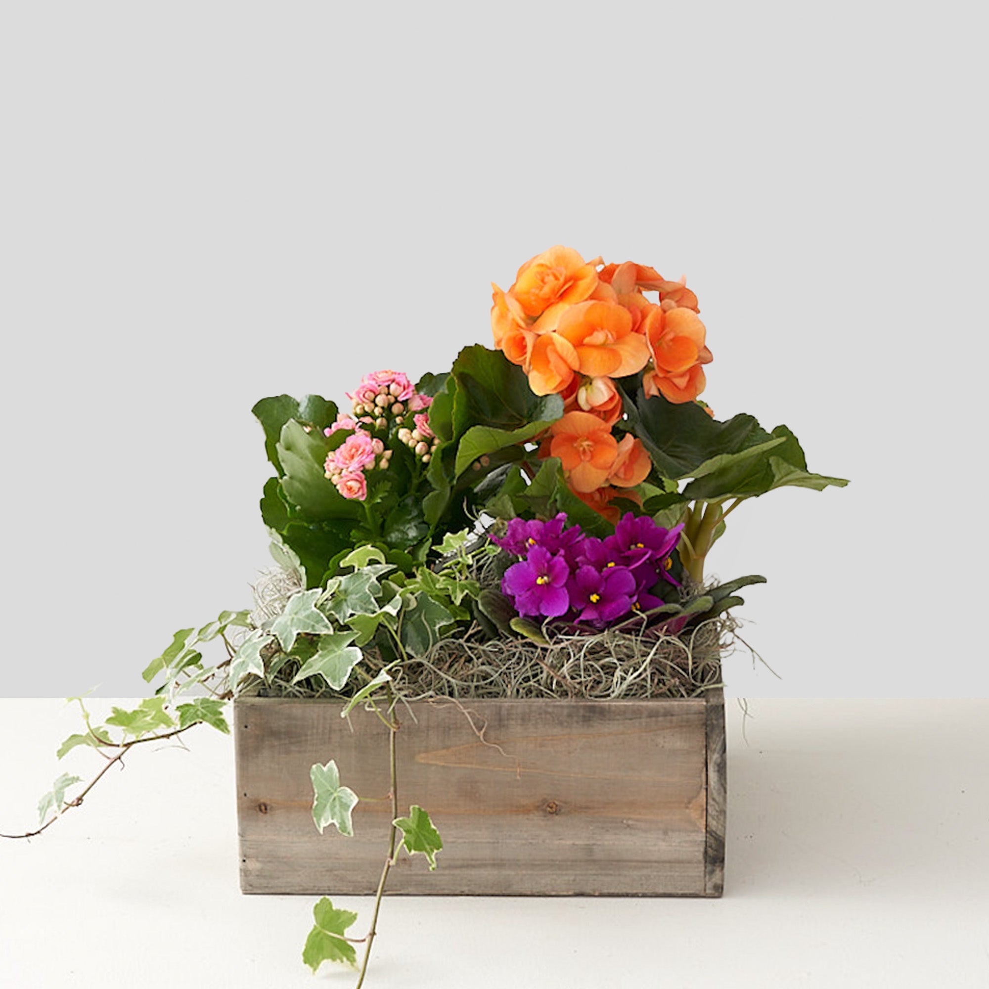 Bright orange and purple flowers, pink begonia and green ivy in a planter box with greenery
