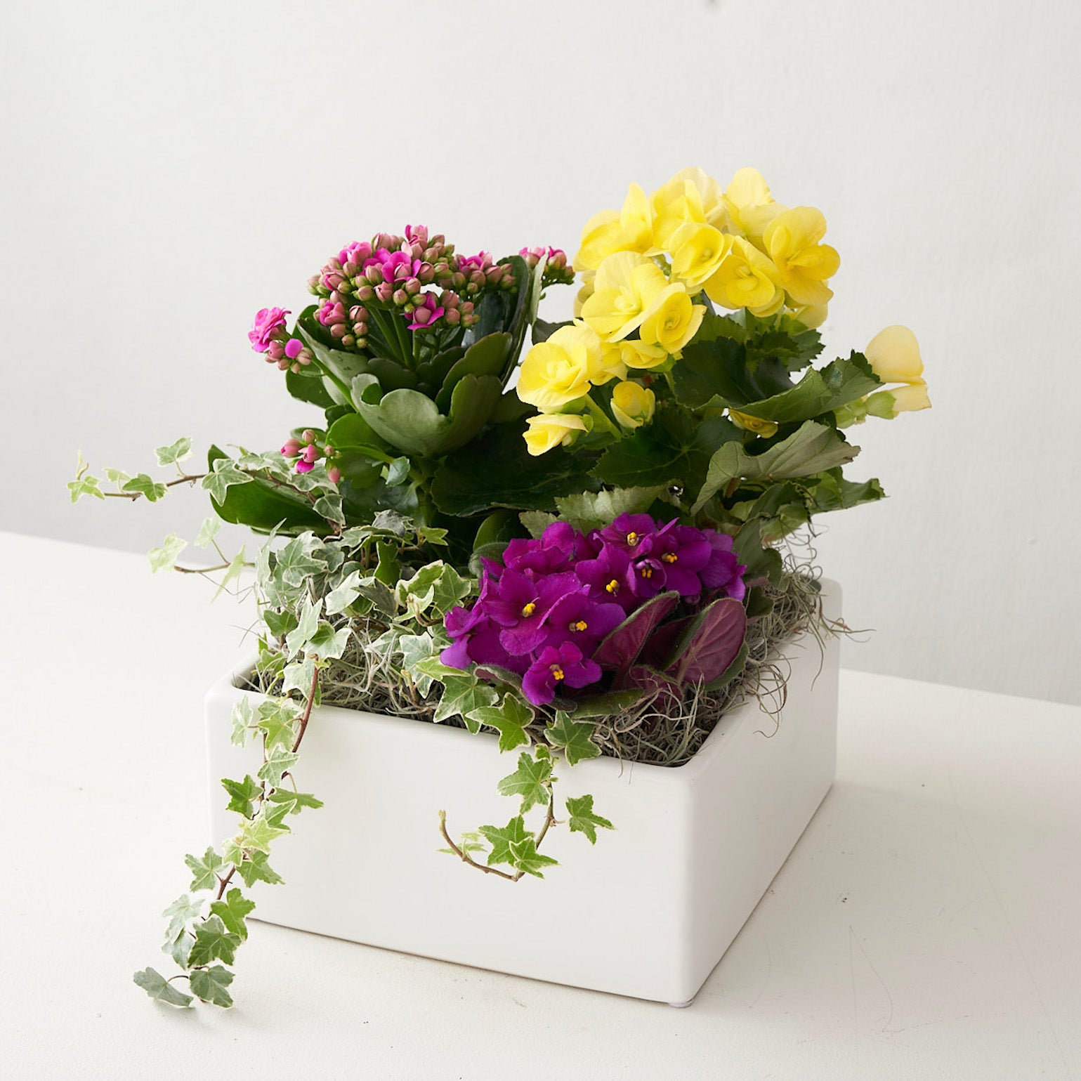 white ceramic with ivy, kalinchoe, begonia and African violets