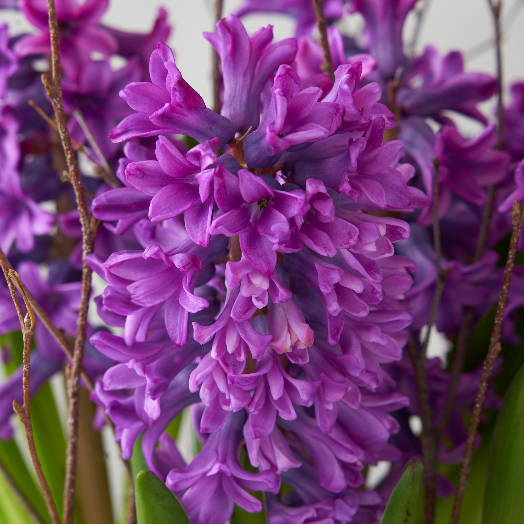 Vibrant purple hyacinth with some greenery in background