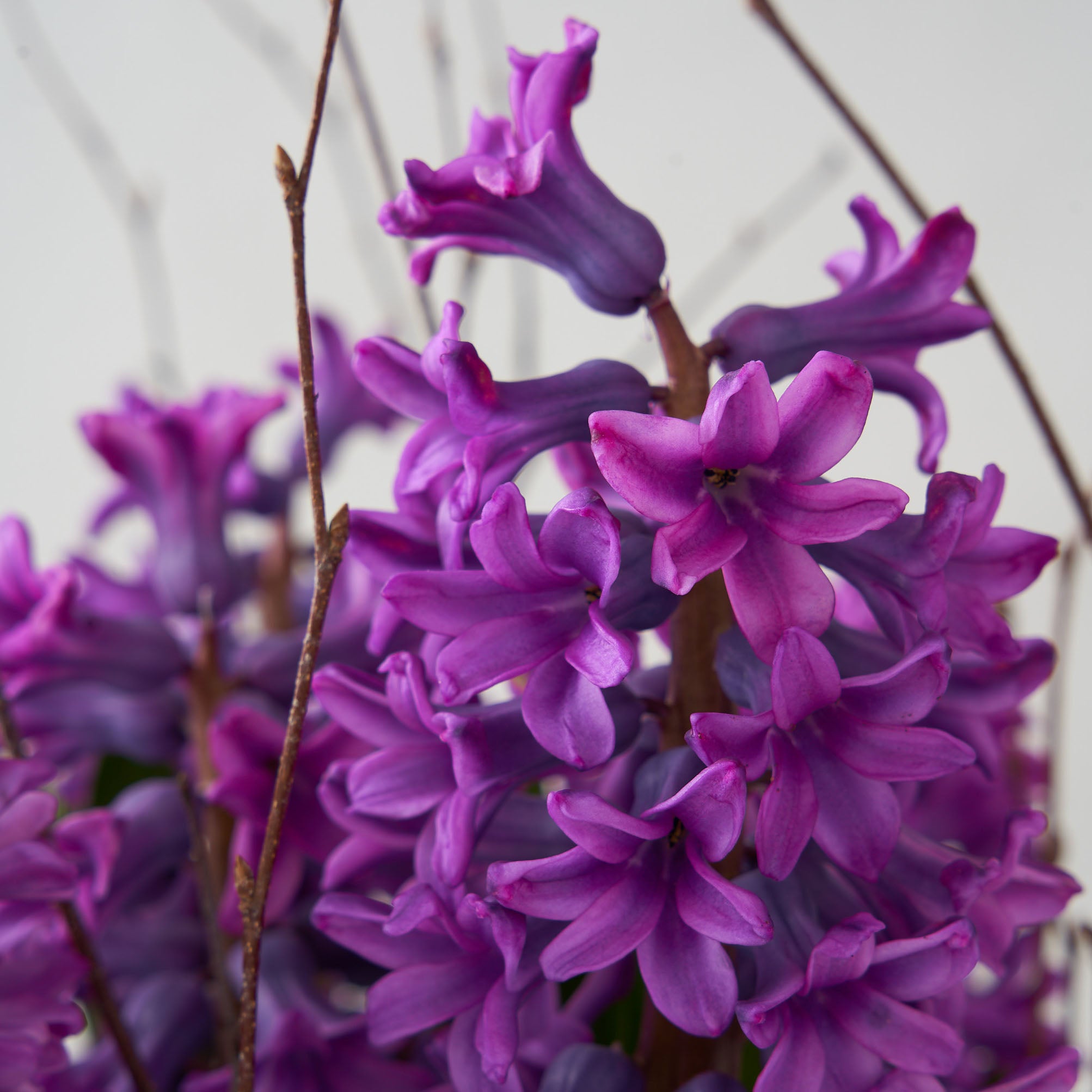 Close up of deep purple hyacinth