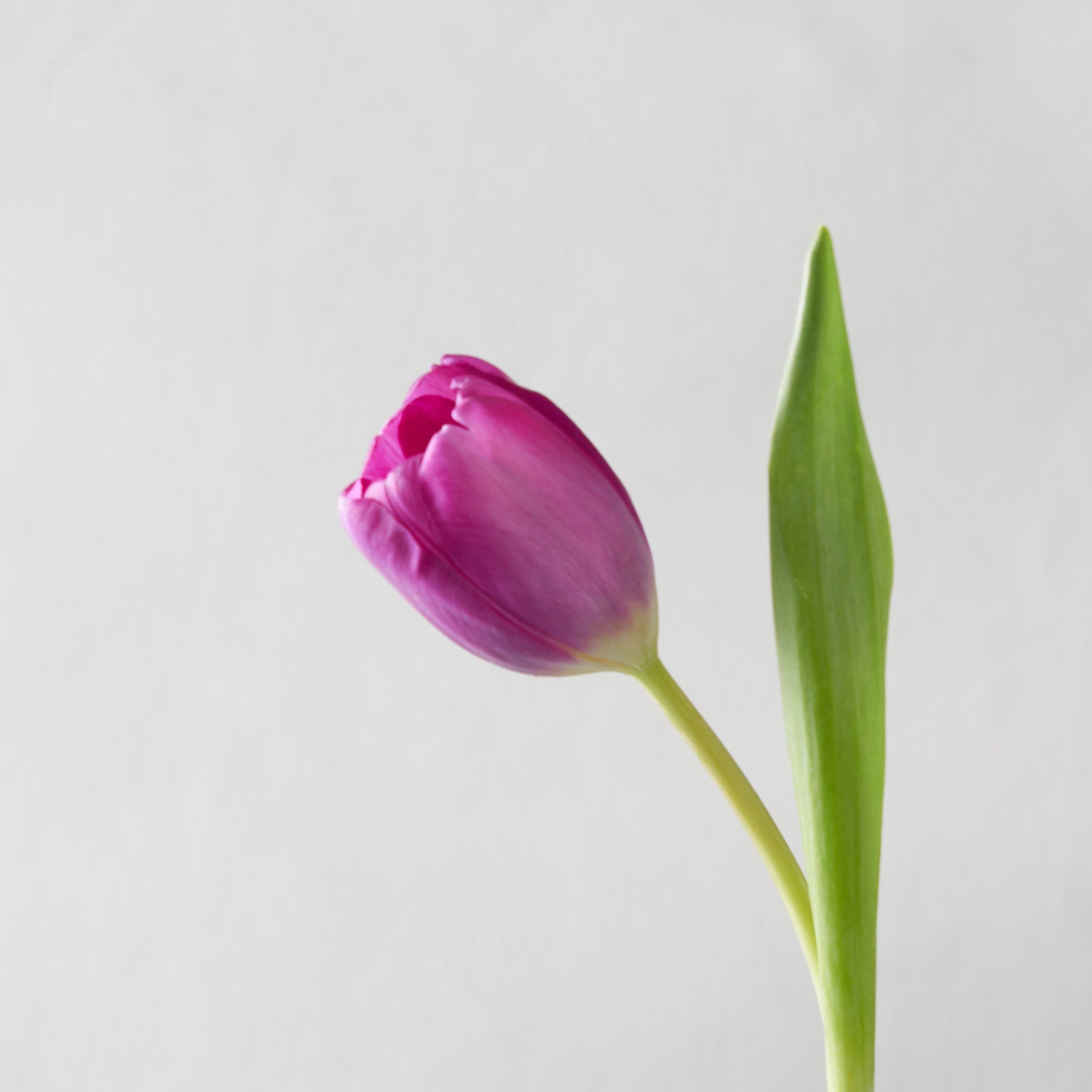 Single stem of a purple tulip bloom