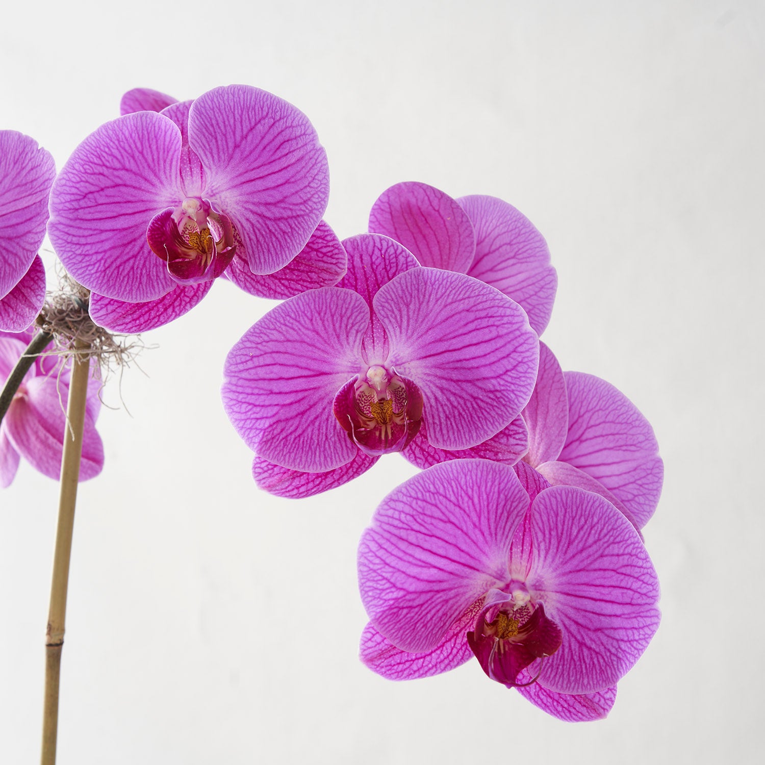 Closeup of fuchsia and pink verigated phalaenopsis flowers on white background 