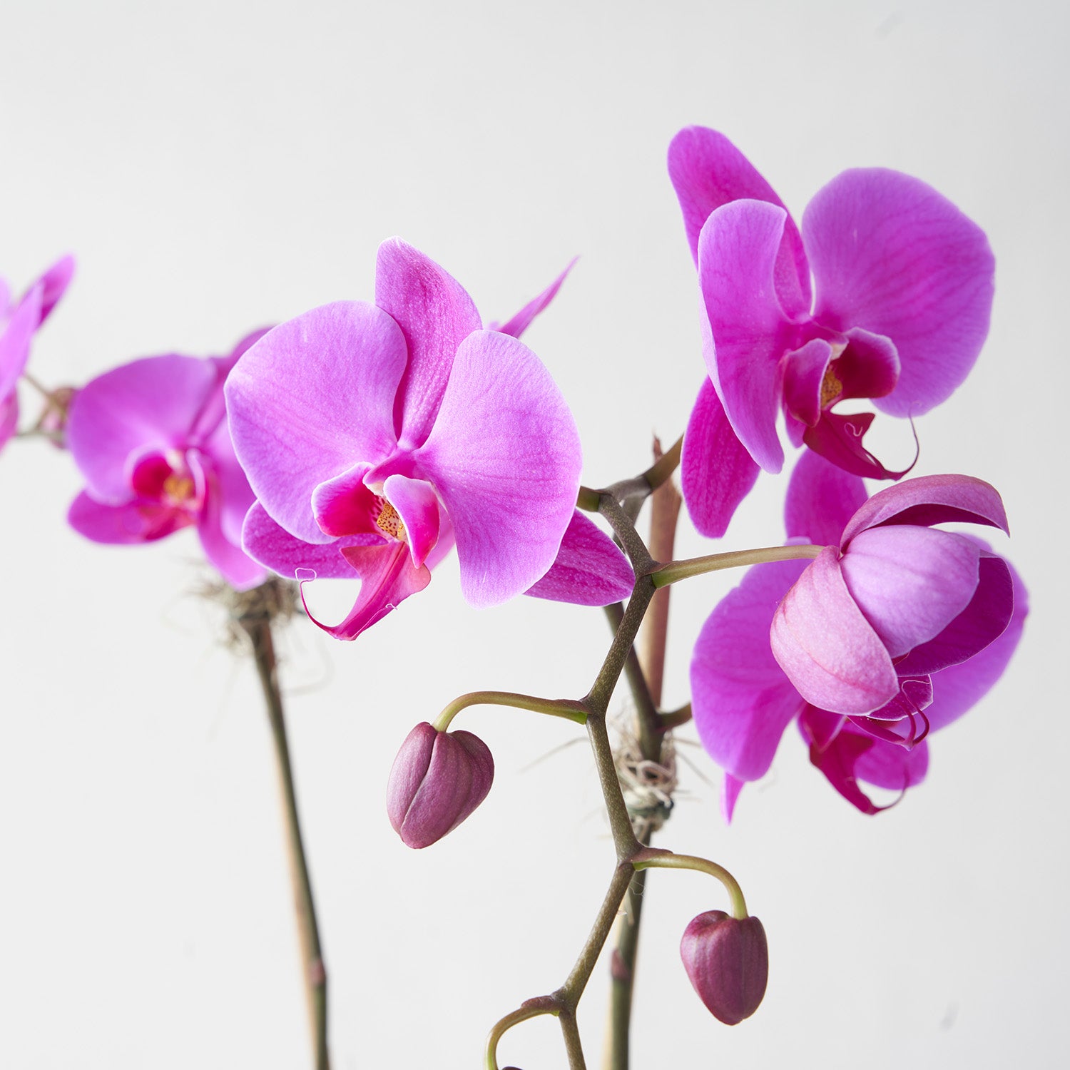 Closeup of fuchsia phalaenopsis orchid flowers and buds on white background.
