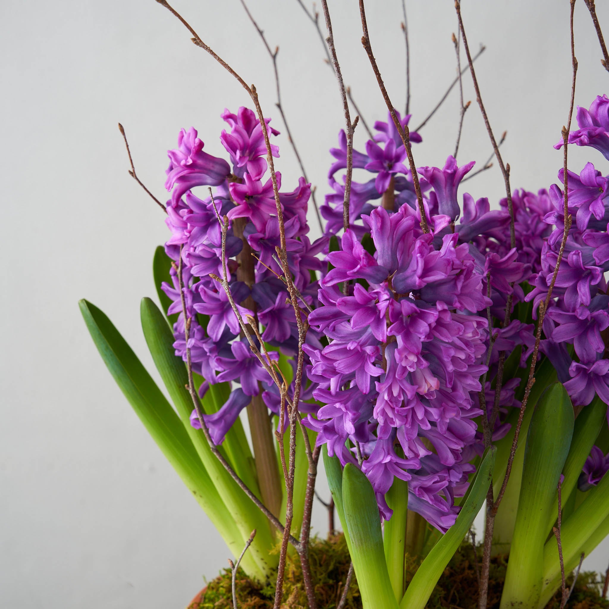 skewed photo of purple hyacinths potted with birch twigs