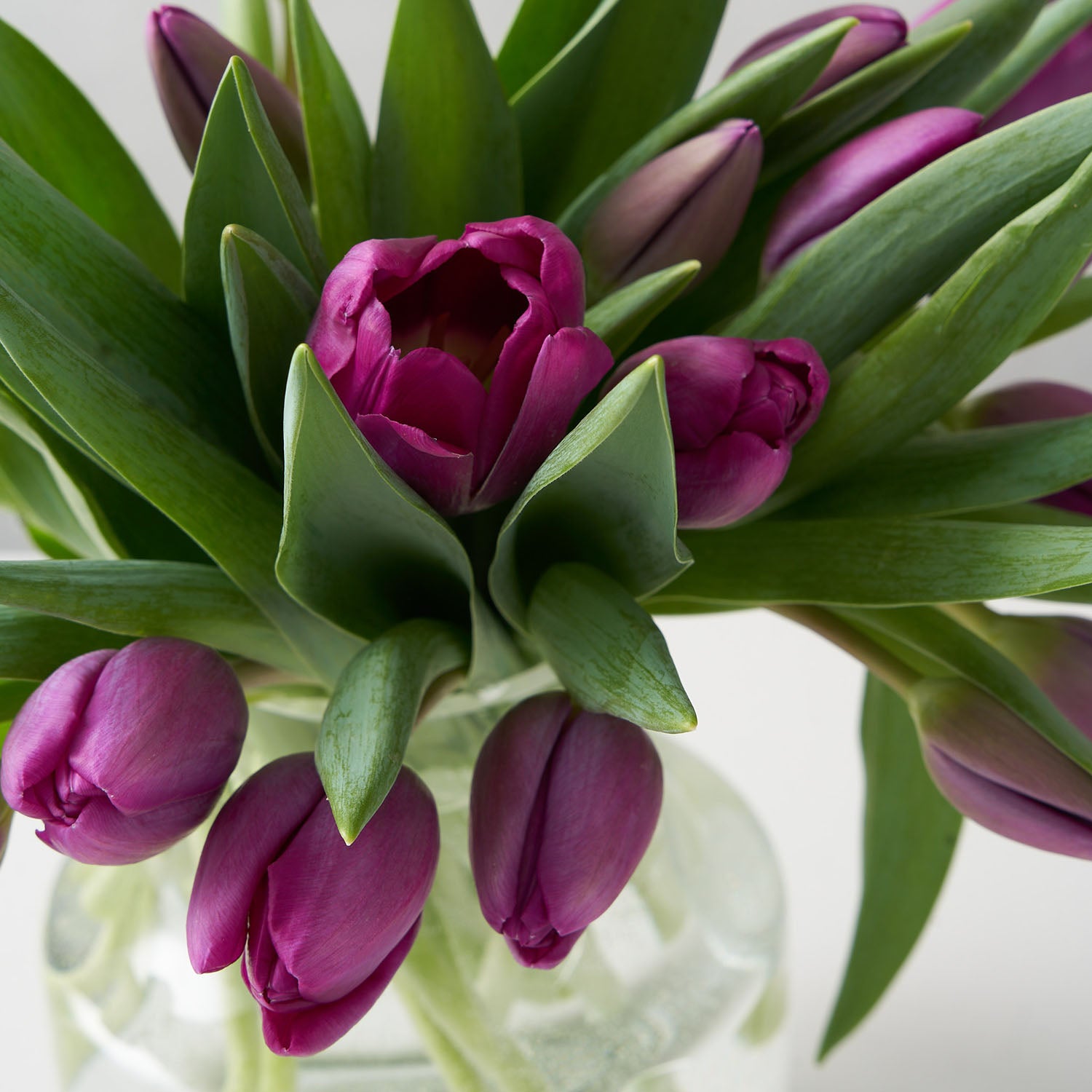 Close up view of purple tulip blooms