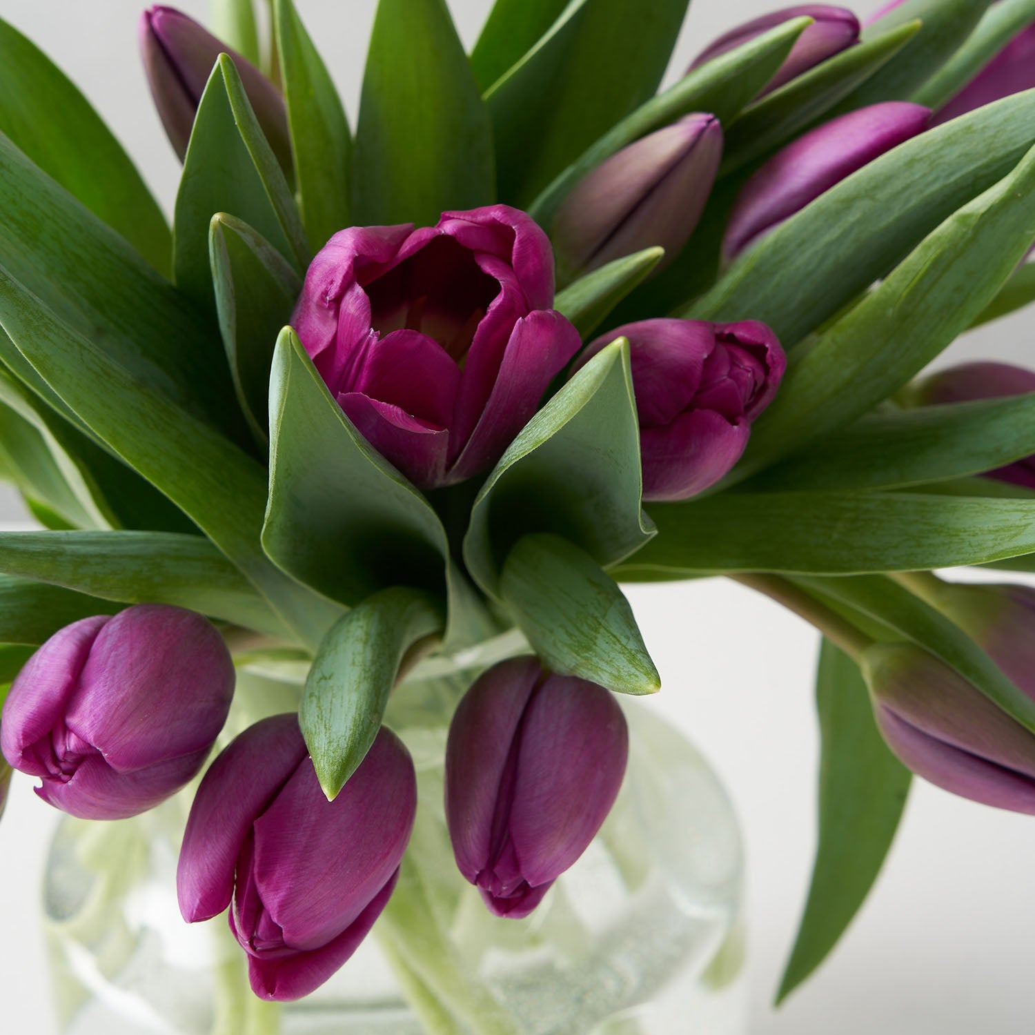 Priscilla (Arranged Purple Tulips)