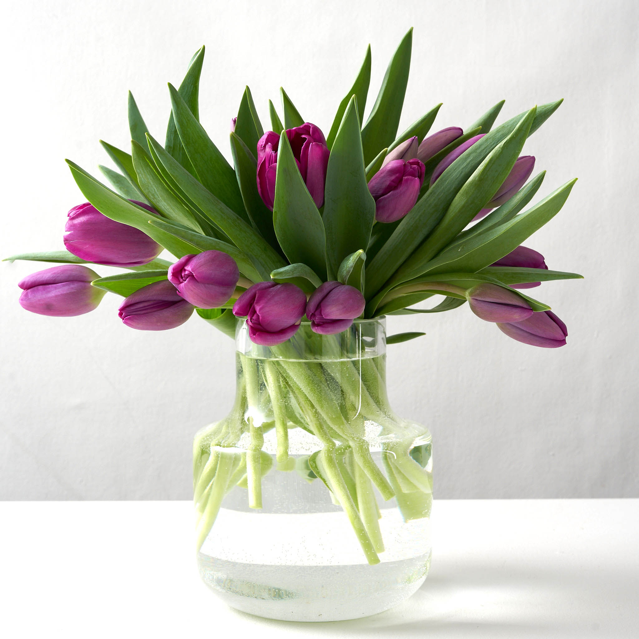 Rounded clear glass vase containing purple tulips, set upon a white table