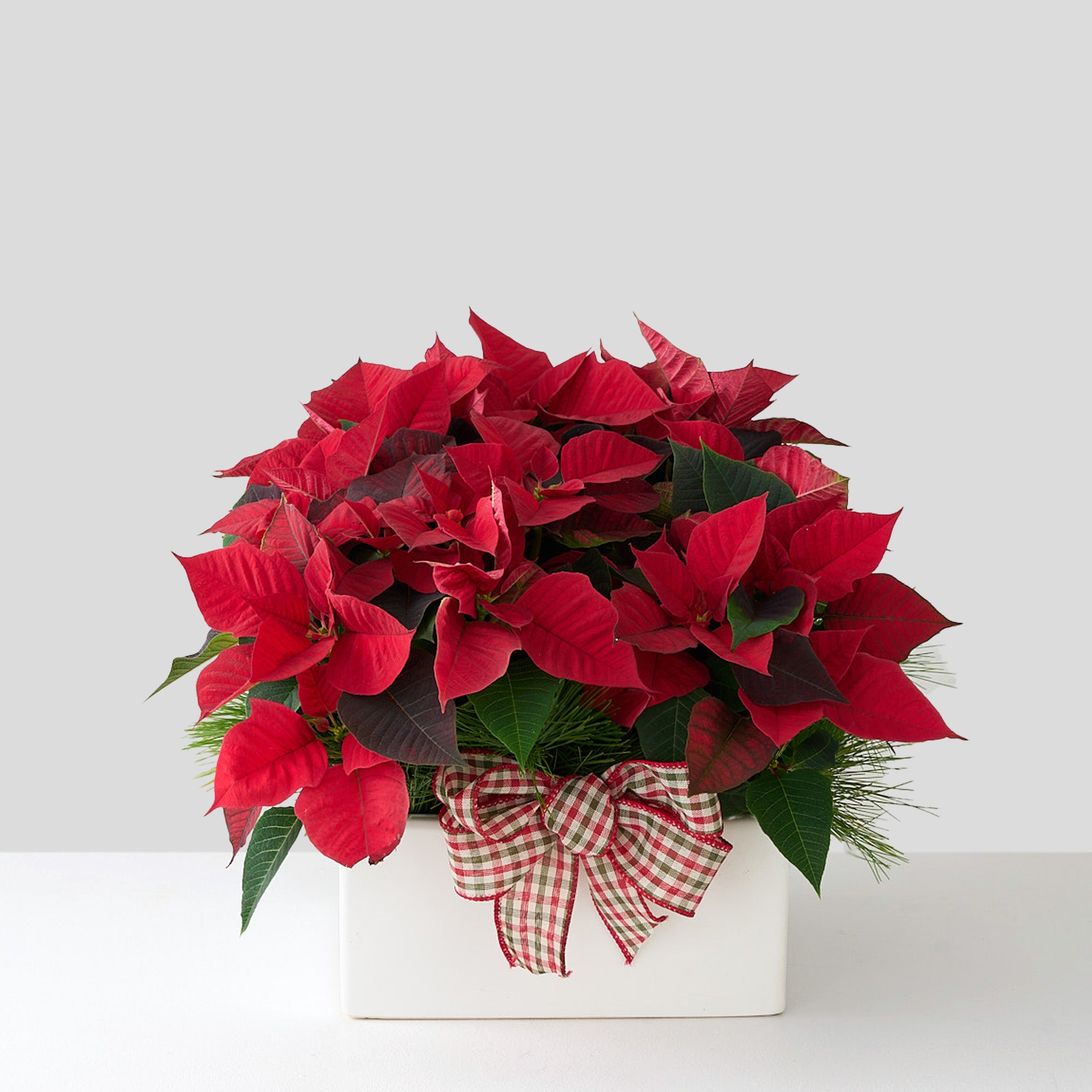 mini red poinsettias with white pine branches and checkered bow in square white ceramic pot