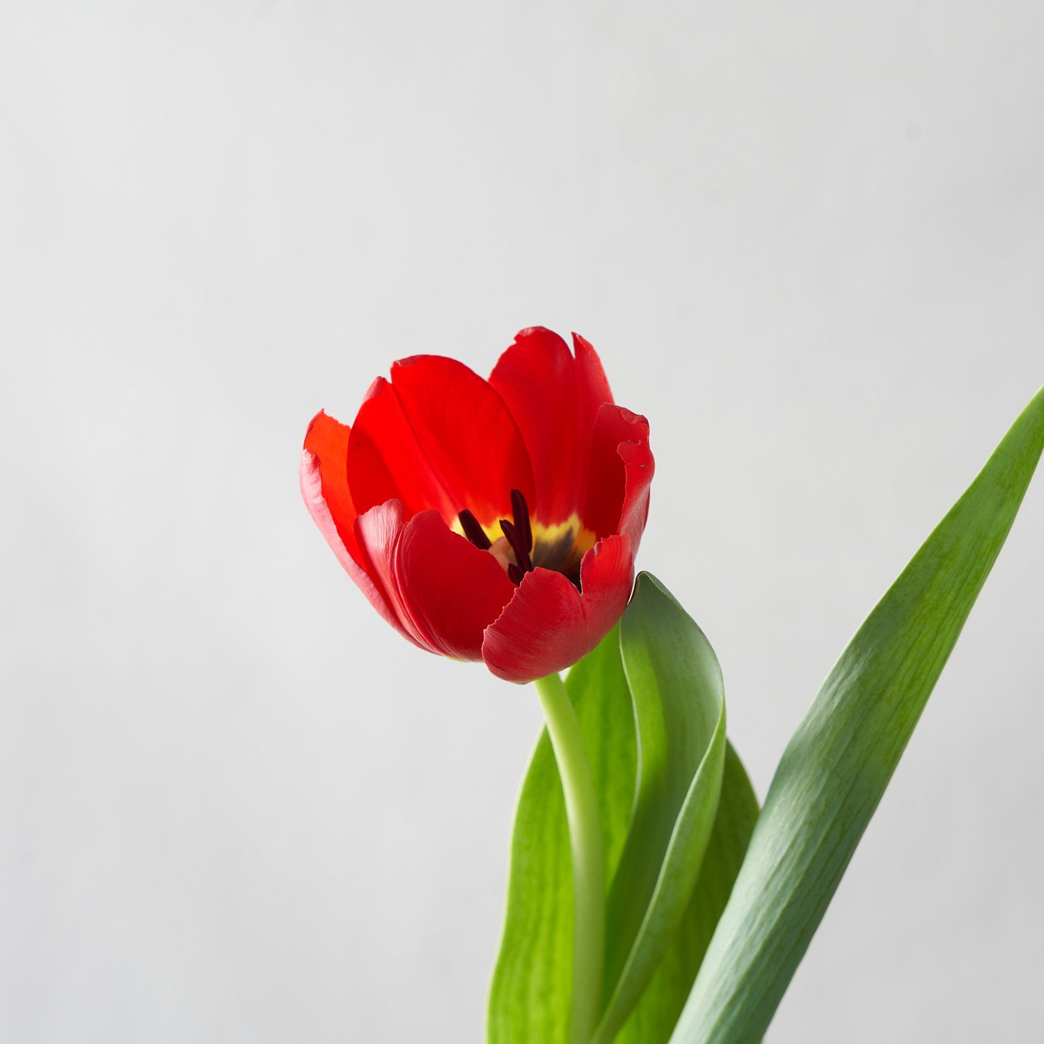 Single stem of a red tulip