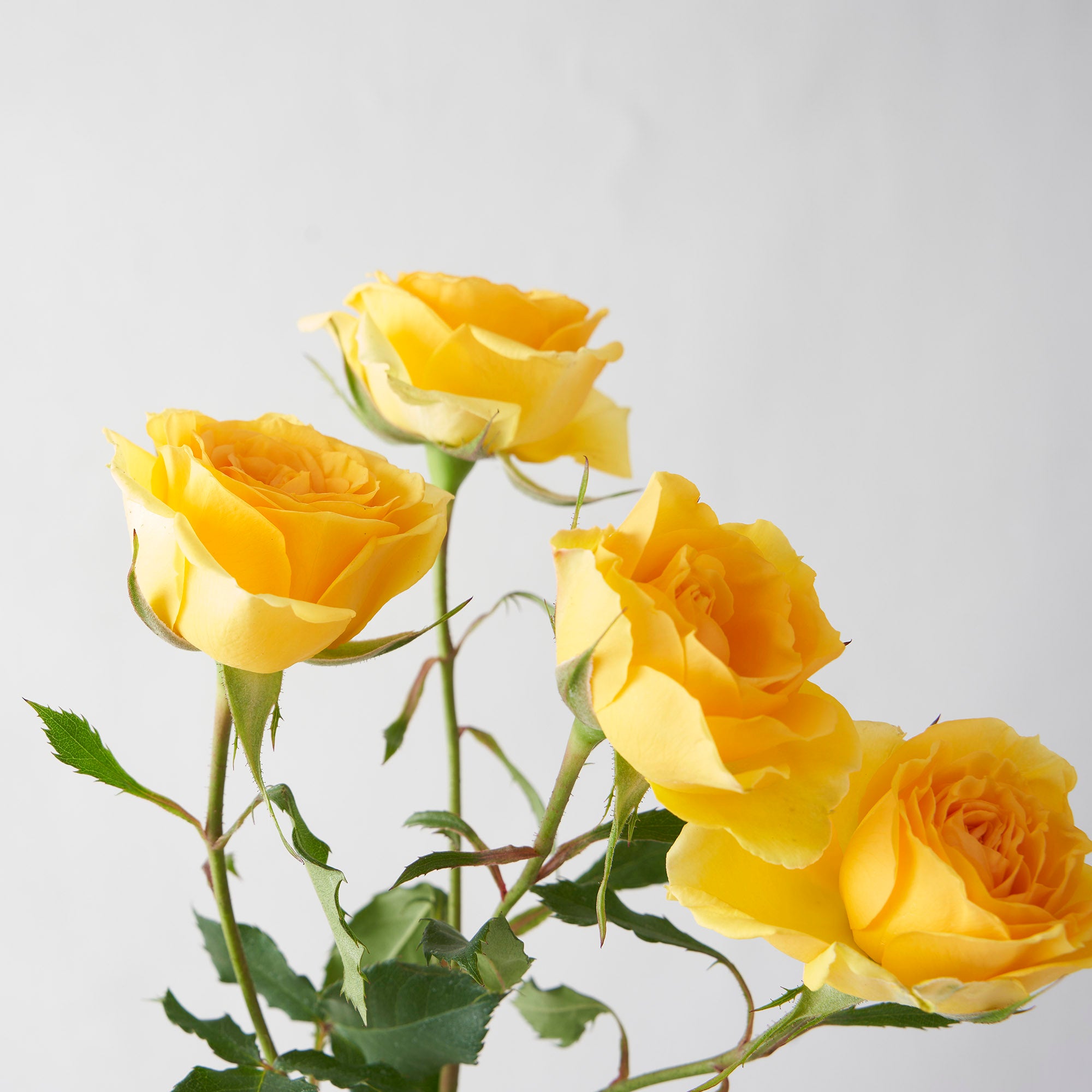 Yellow Spray Roses