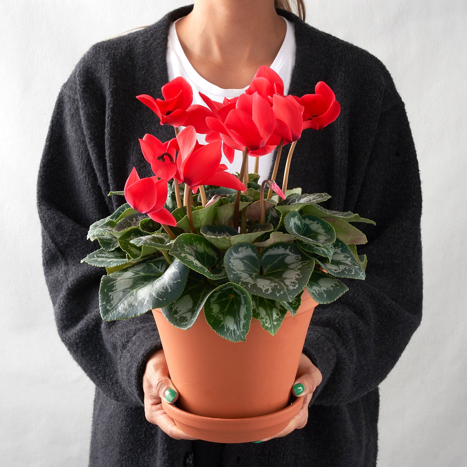 Woman holding red cyclamen plant in clay pot.