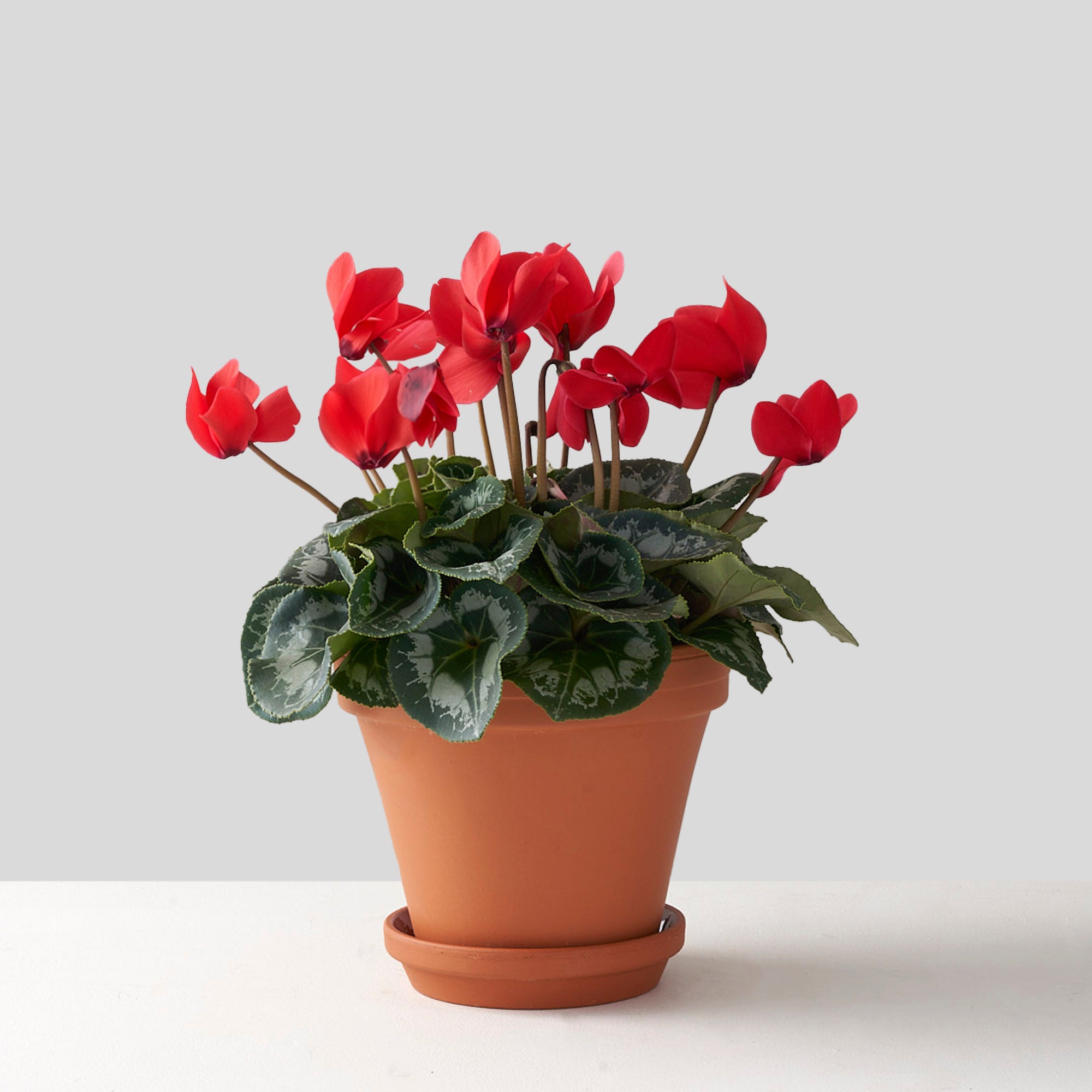 Red cylamen plant in claypot