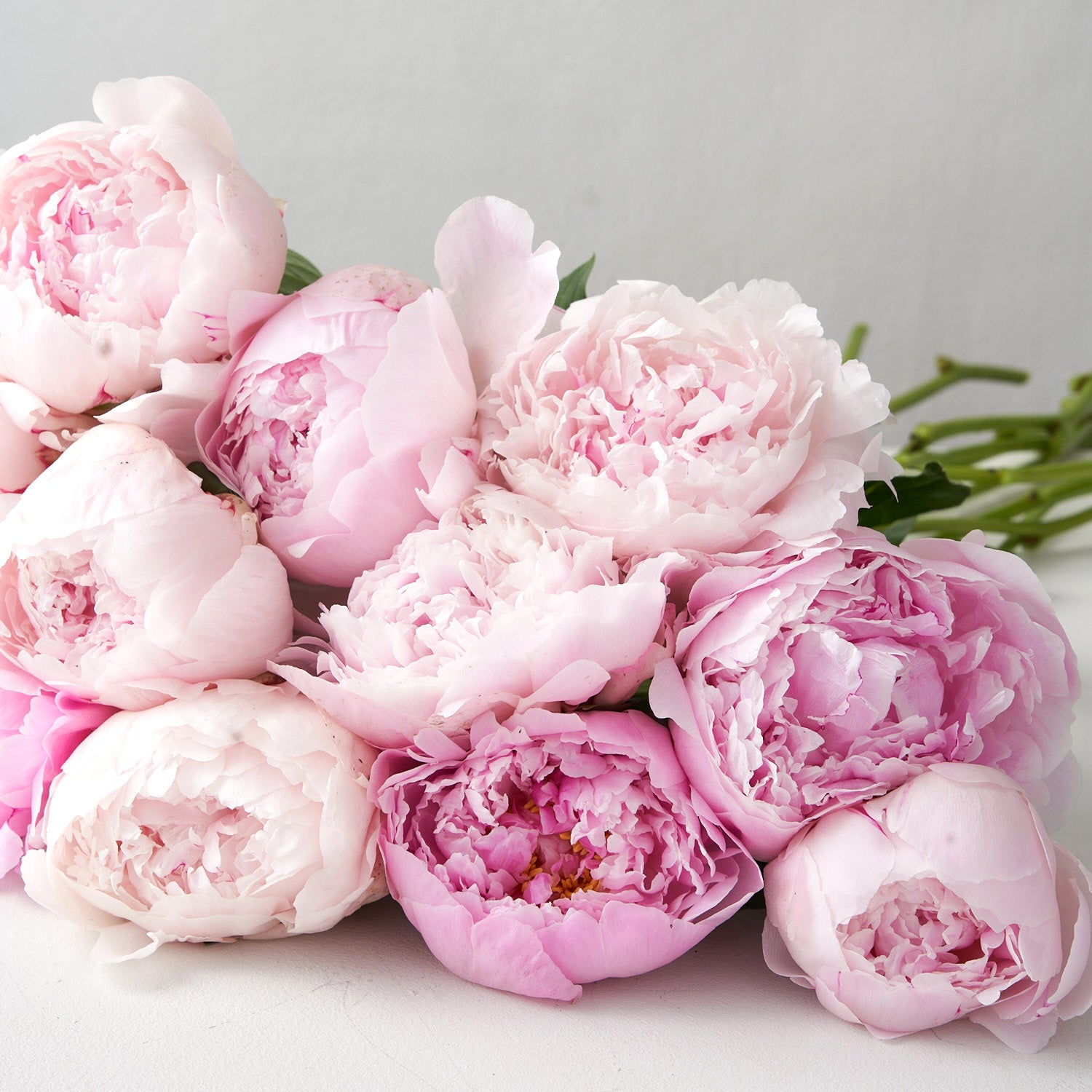Bouquet of pink and pale pink white peonies with stem