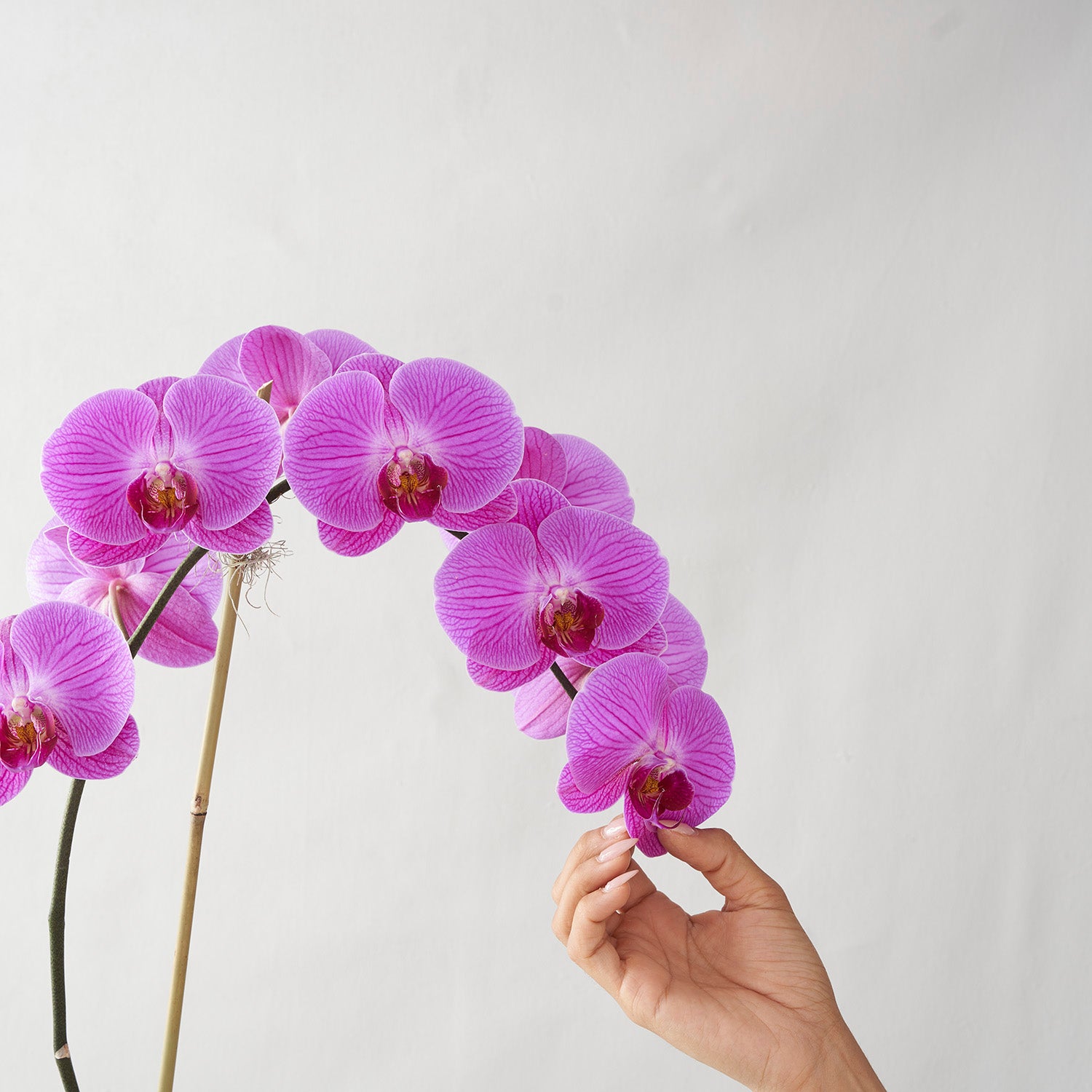 Hand touching fuchsia pink phalaenopsis orchid stem on white background.