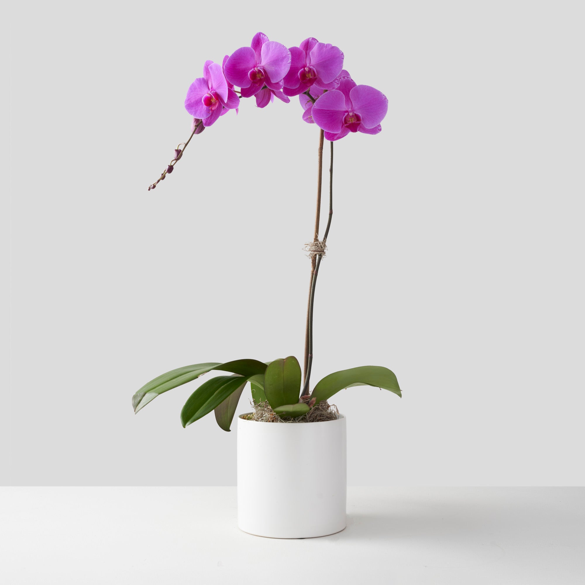 Fuchsia pink phalaenopsis orchid plant in white ceramic cylinder centered on white background.