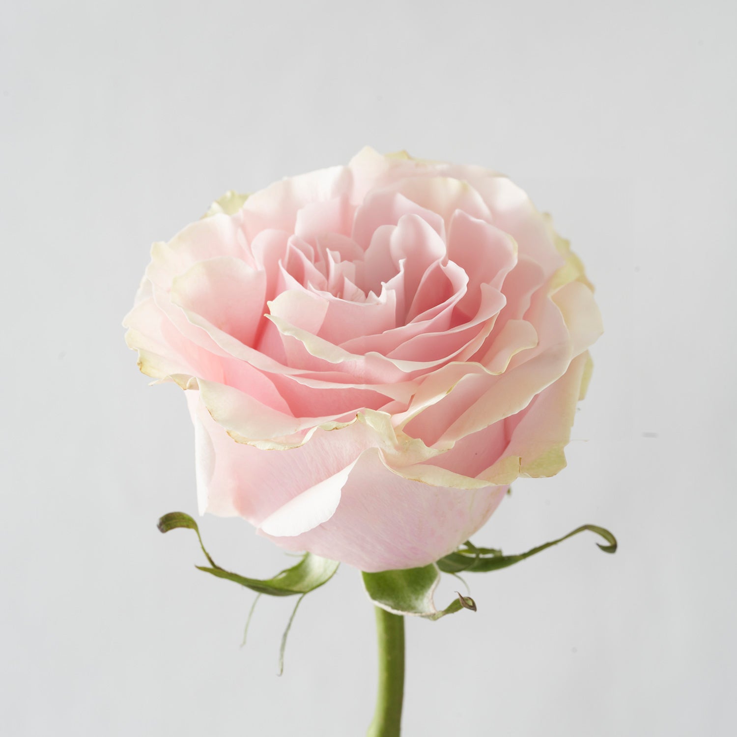 Closeup of one pale pink Mondial rose on white background.