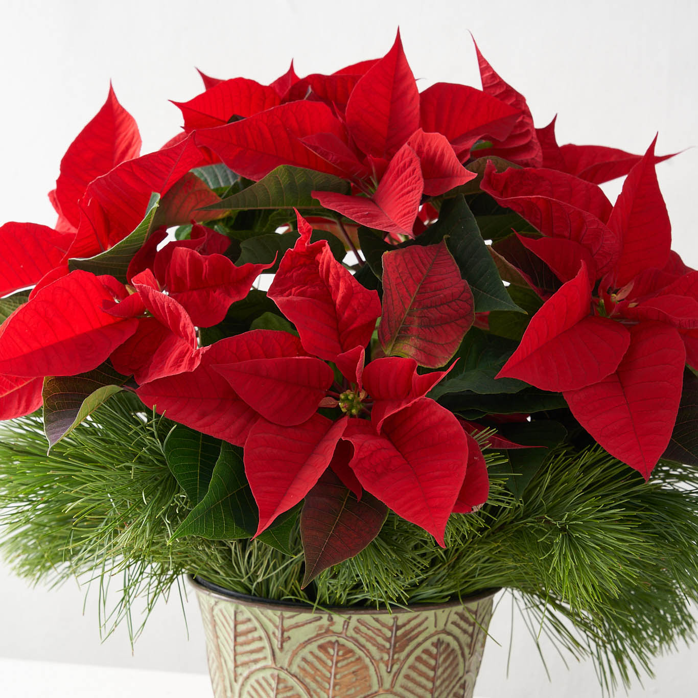 Red poinsettia with pine in decorative tin pot.