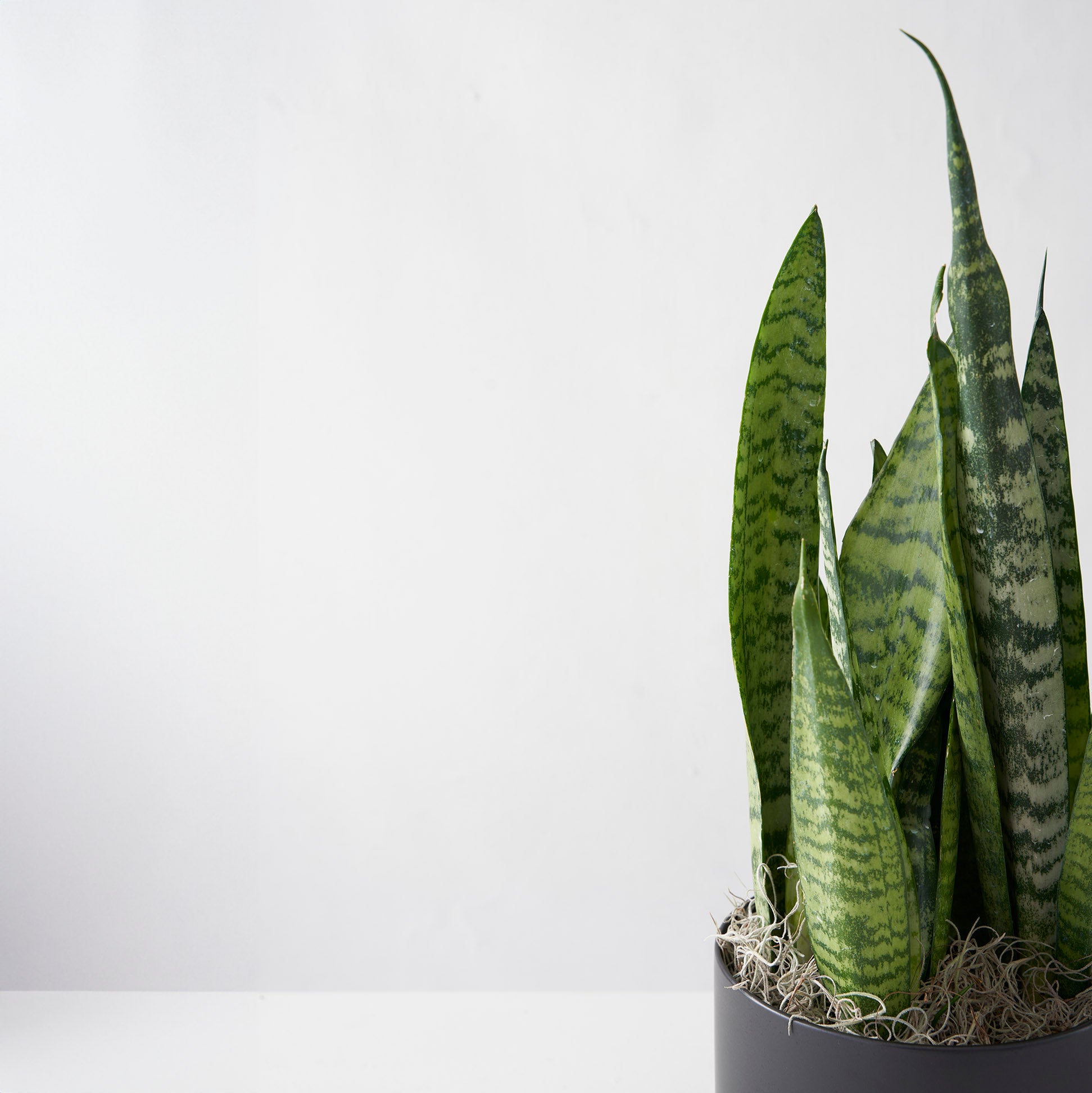 Variegated snake plant in black ceramic pot.