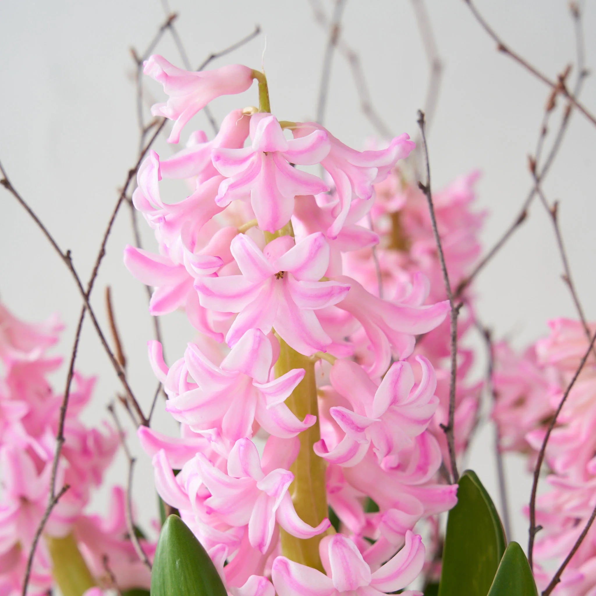 south shore florist
