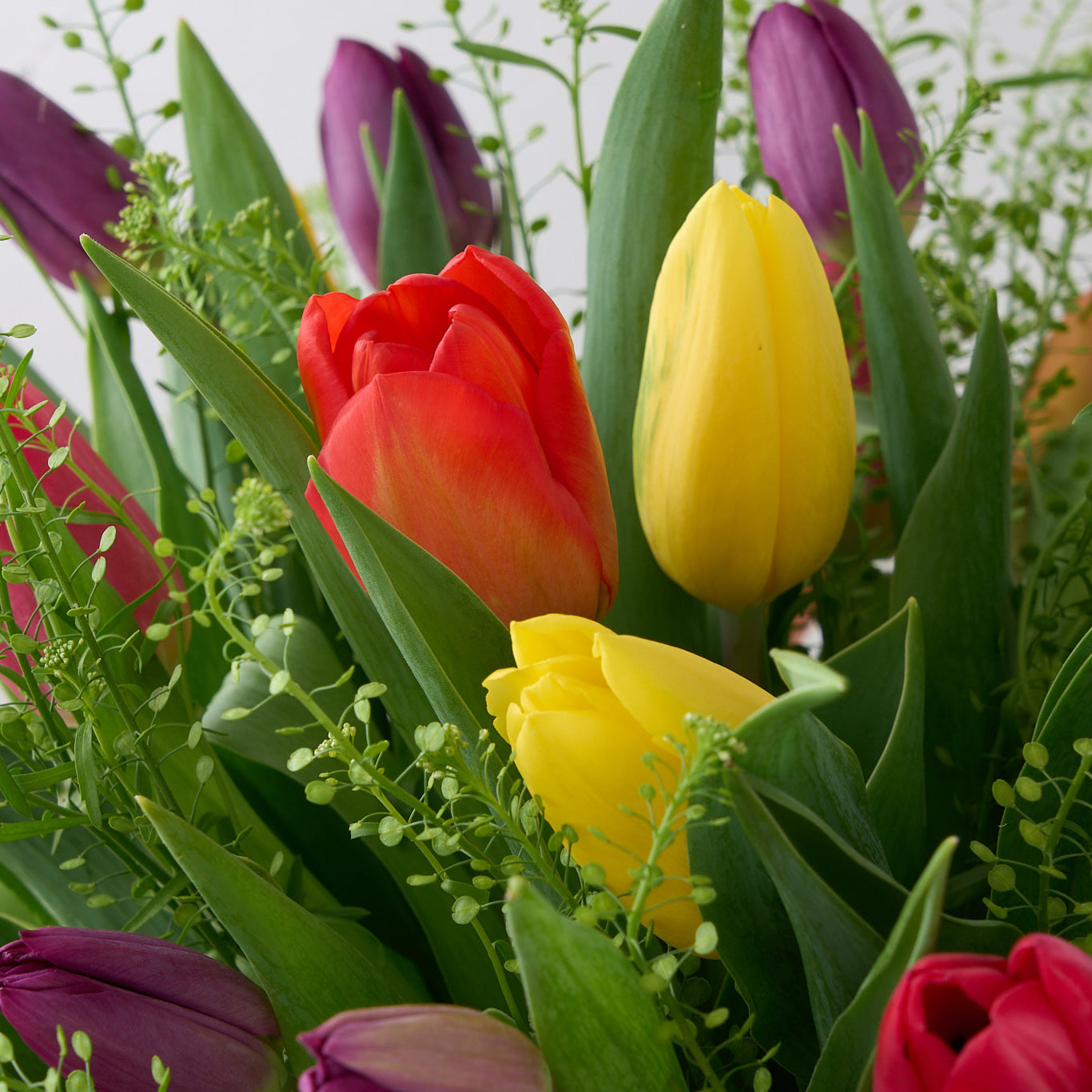 yellow, orange and purple tulip blooms with thlaspi