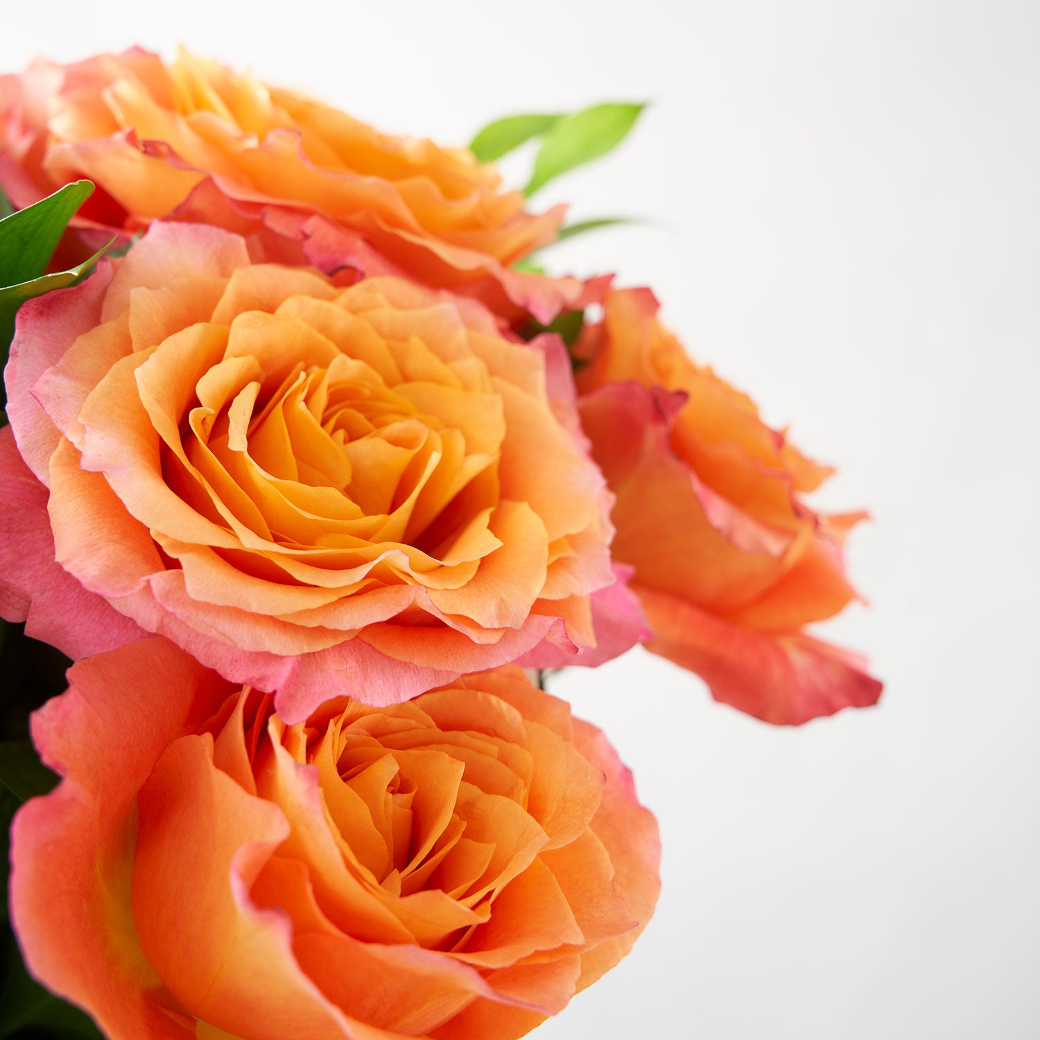 Roses « Free Spirit »