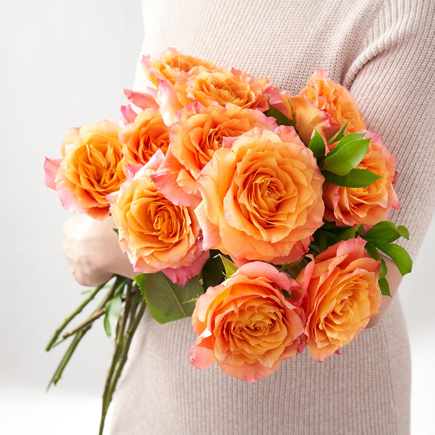 Roses « Free Spirit »