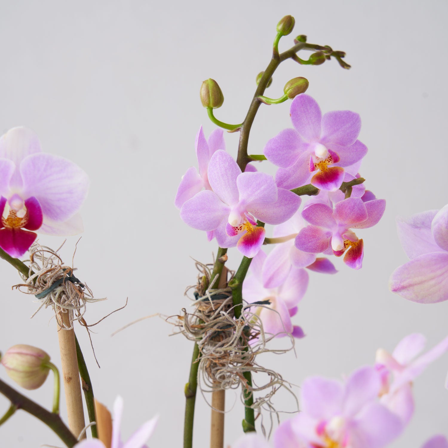 Orchidées miniatures dans un pot céramique