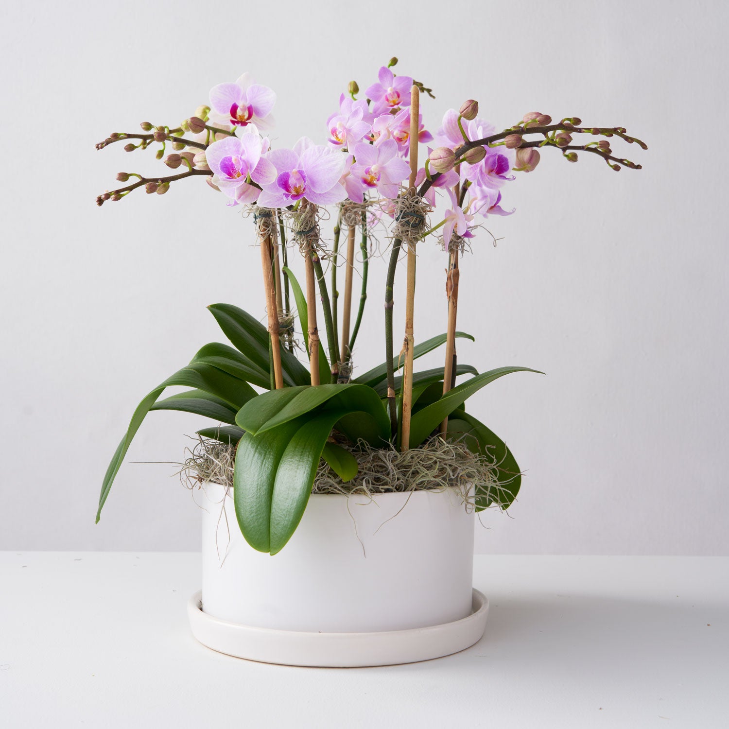 Orchidées miniatures dans un pot céramique