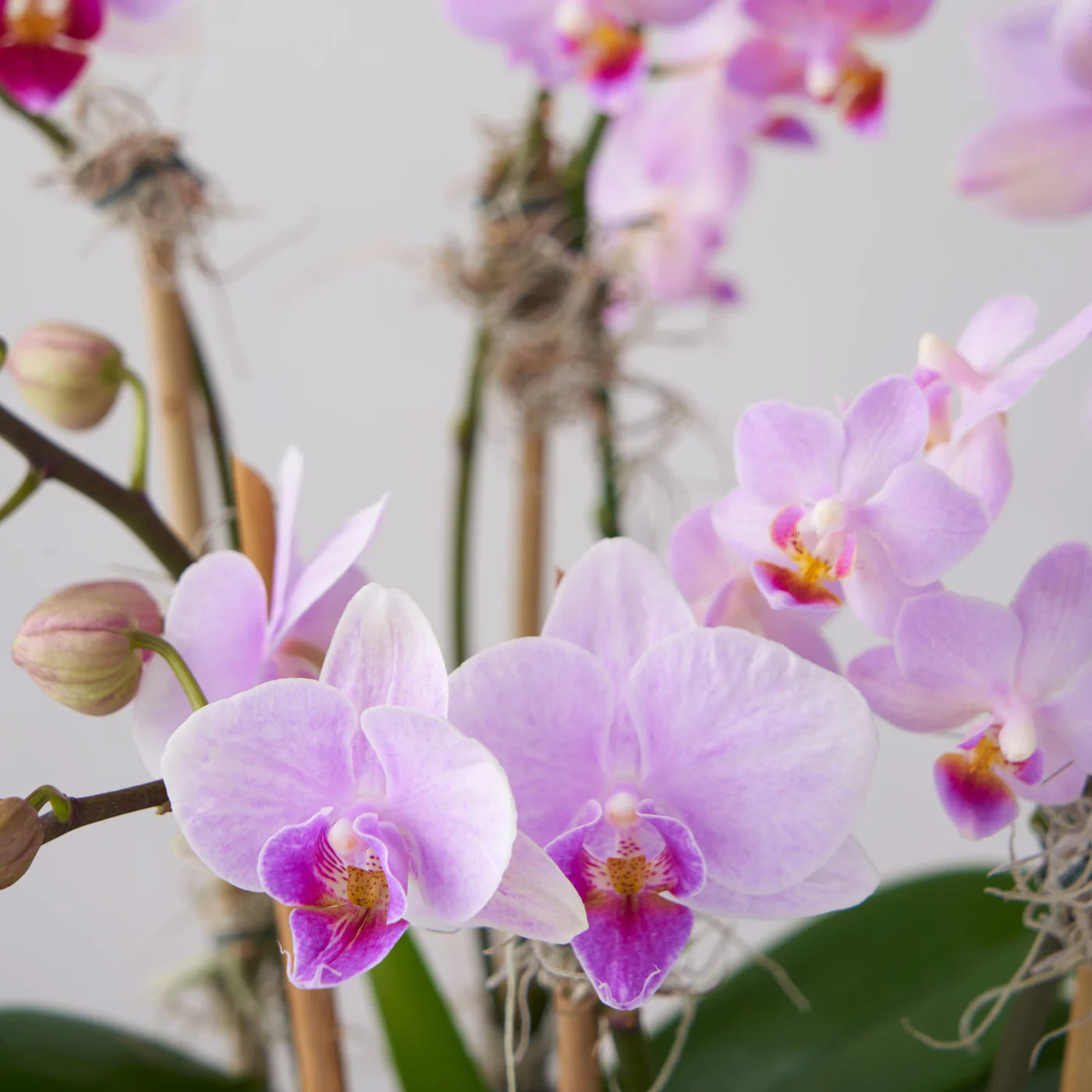 Closeup of miniature pink Phalaenopsis orchid plant.