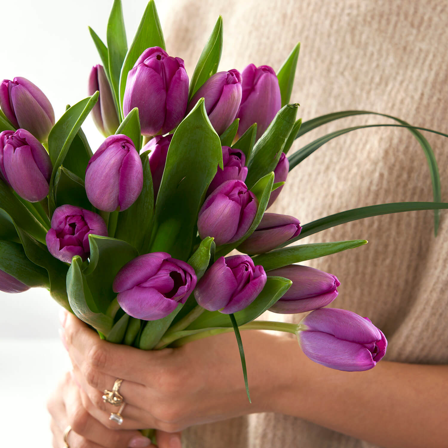 Parkview (Cut Purple Tulips)