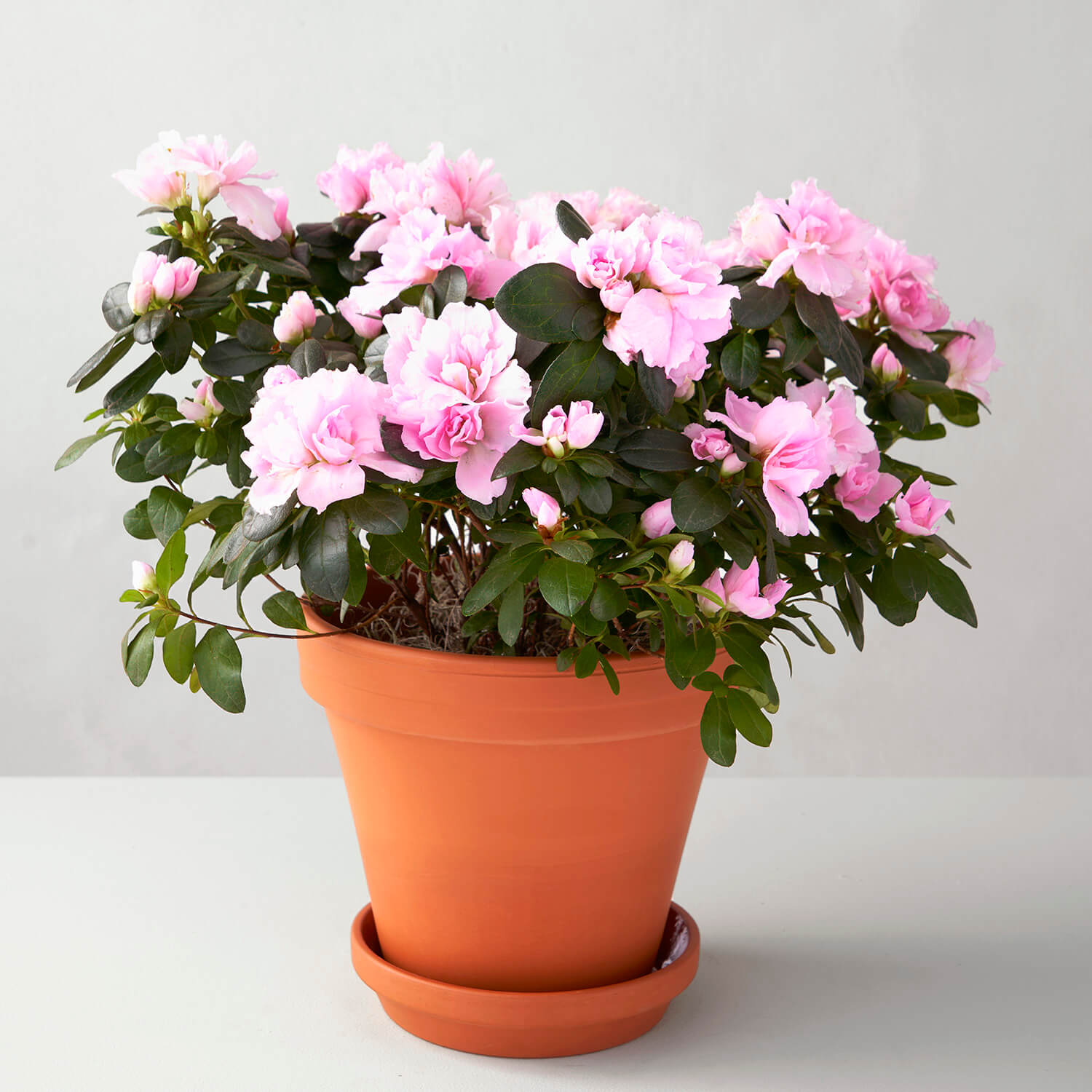 Azalée rose