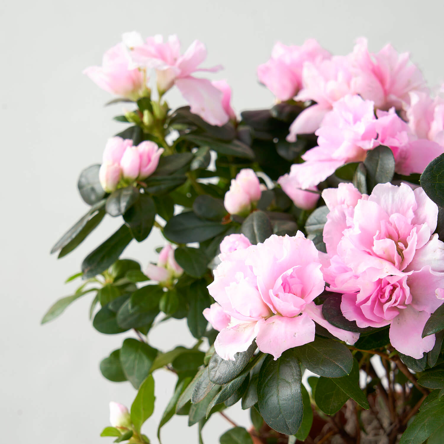 Azalée rose