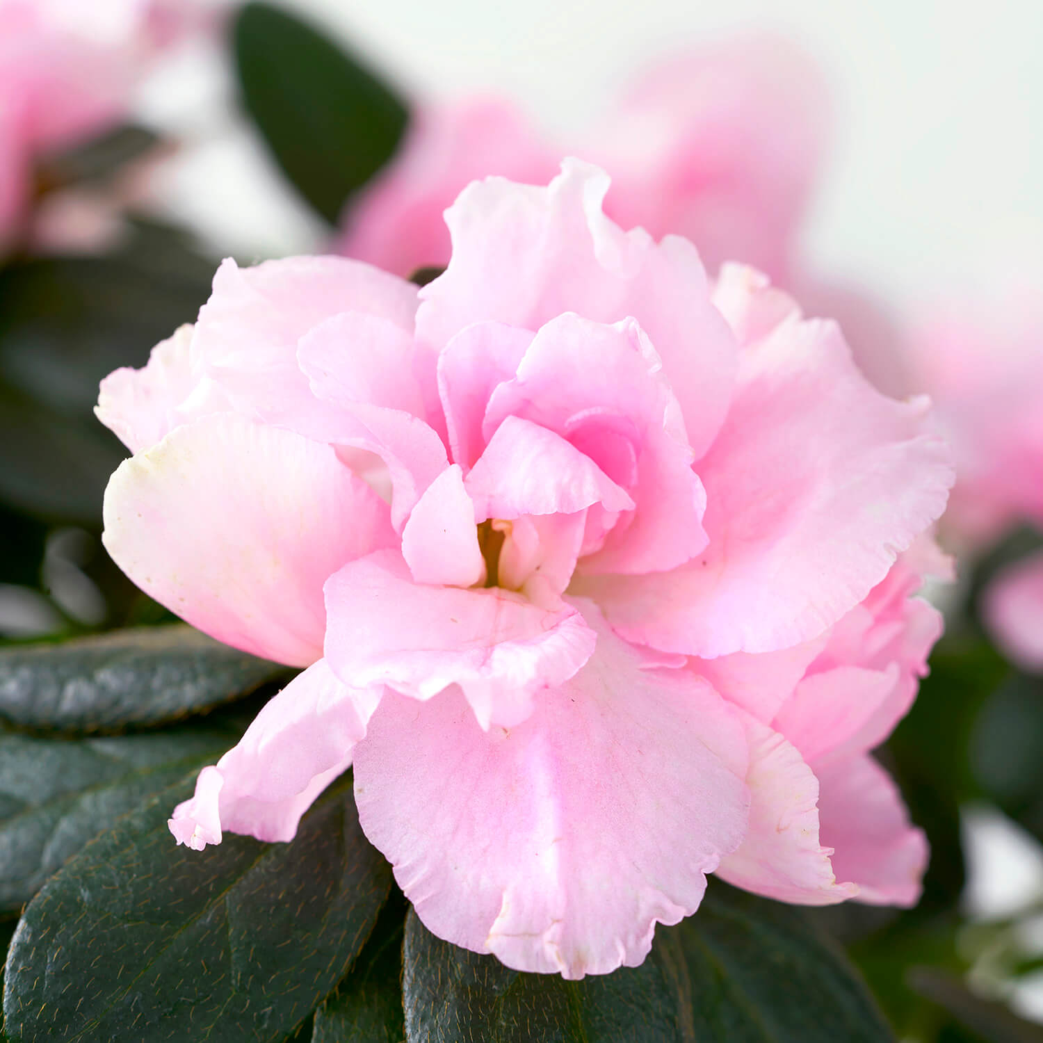 Pink Azalea