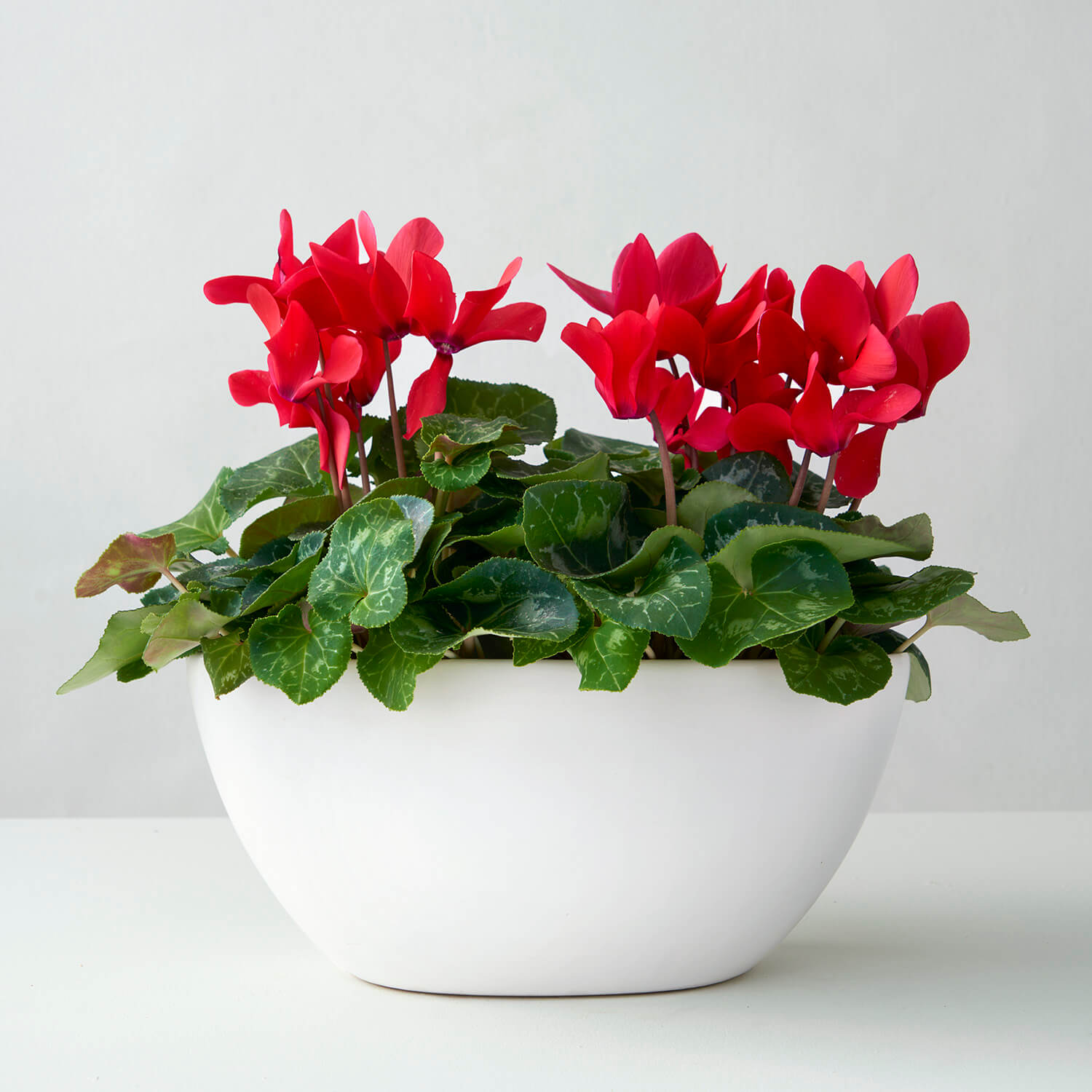 Reno (cyclamen rouge double)